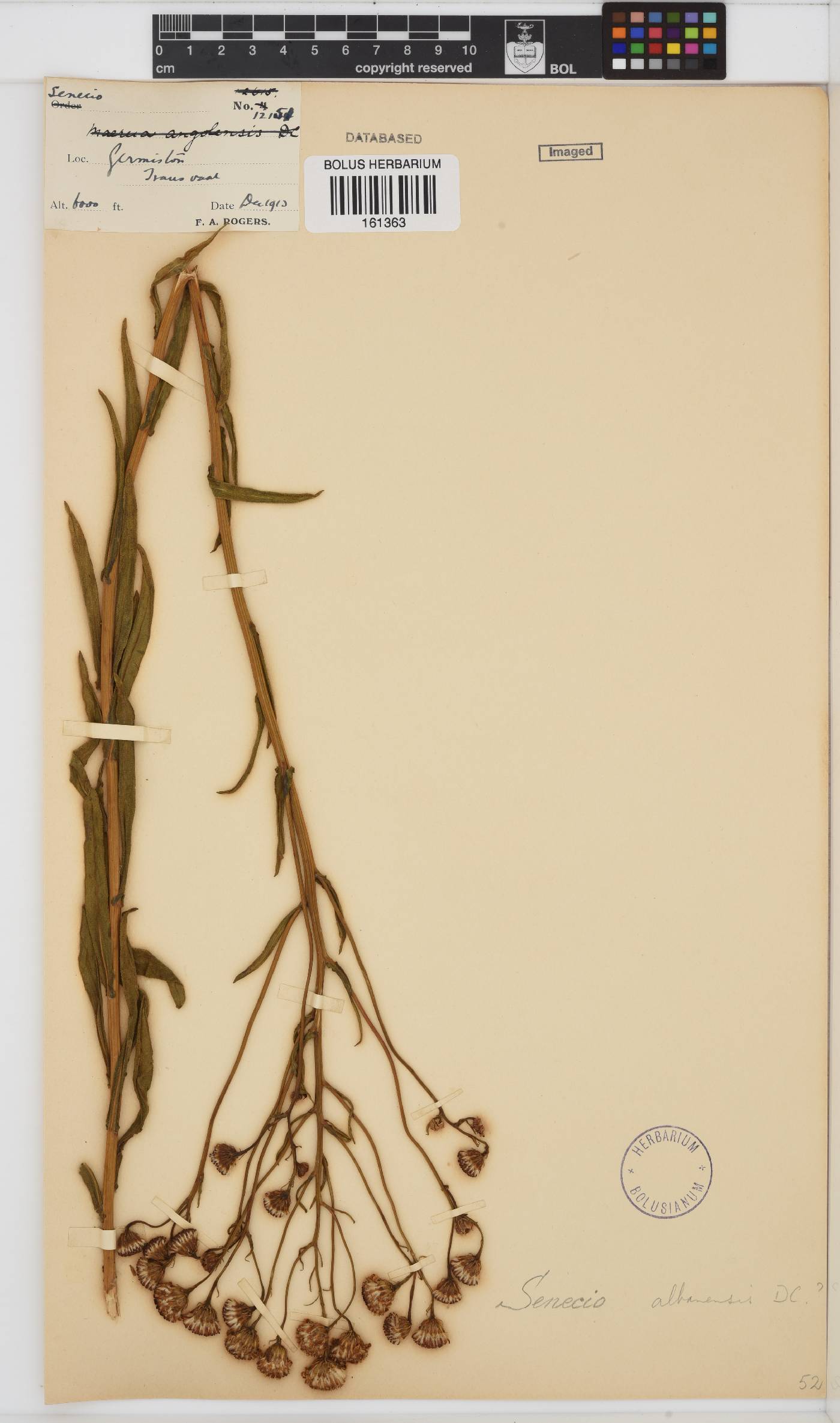 Senecio albanensis image