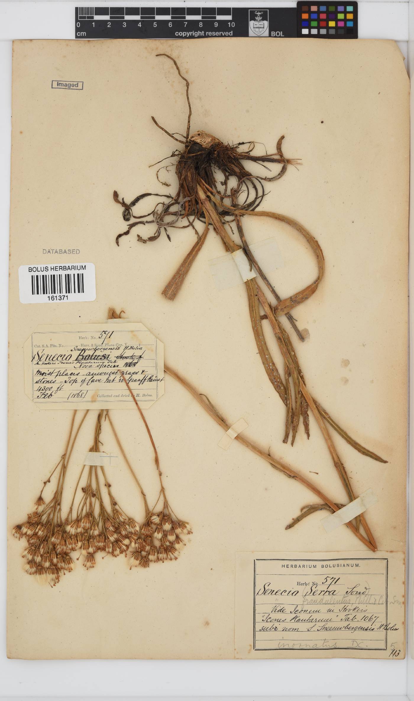 Senecio inornatus image