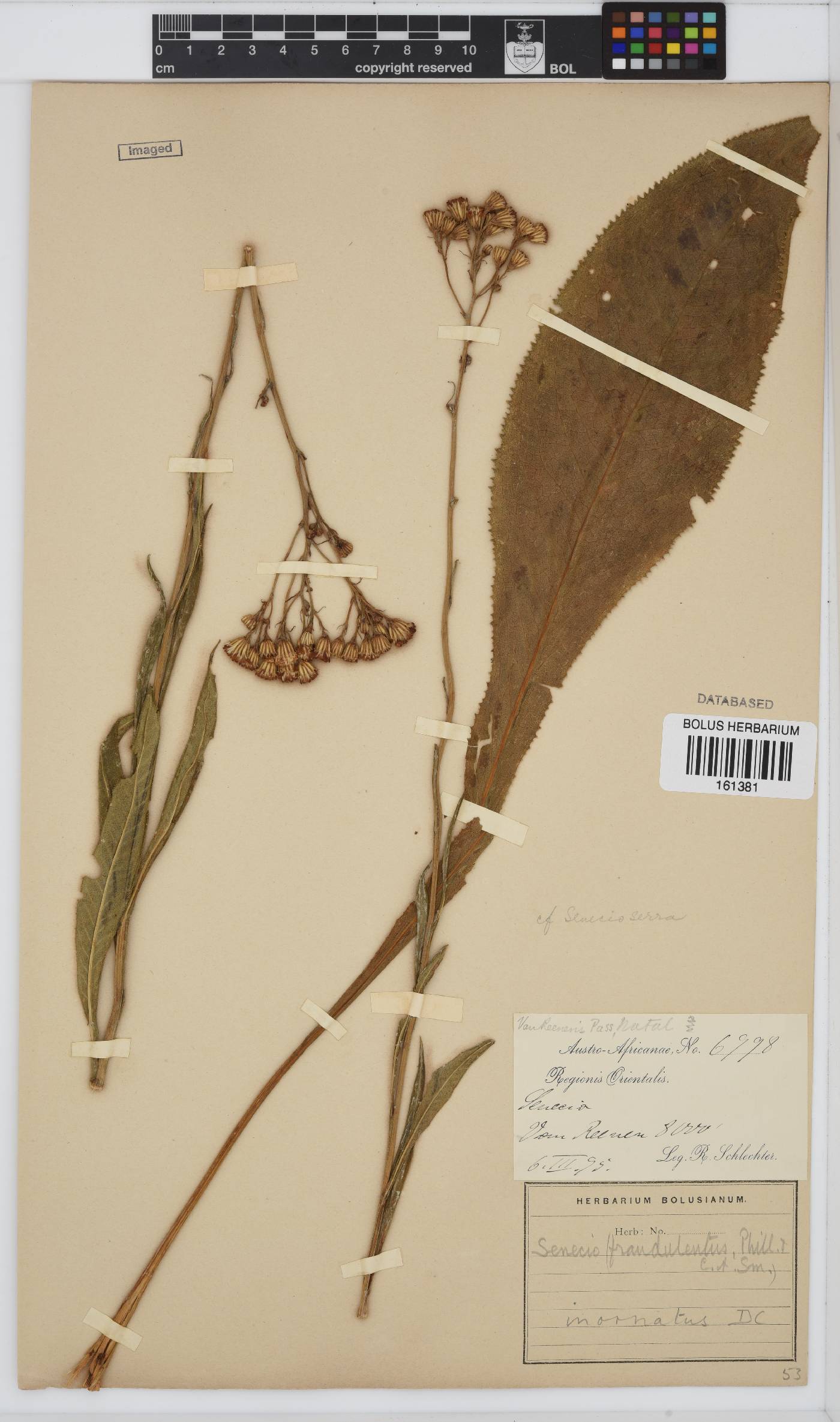 Senecio inornatus image