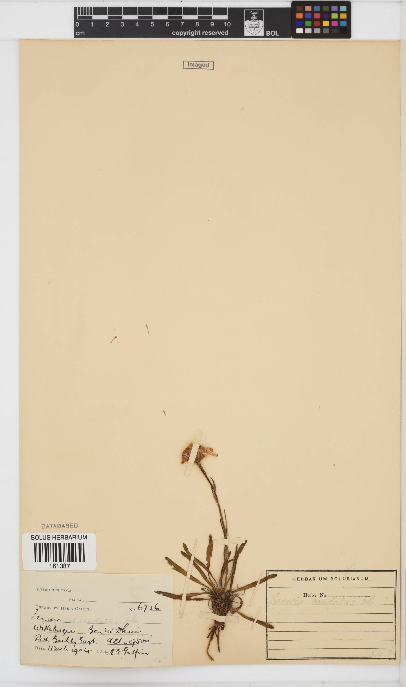 Senecio caudatus image