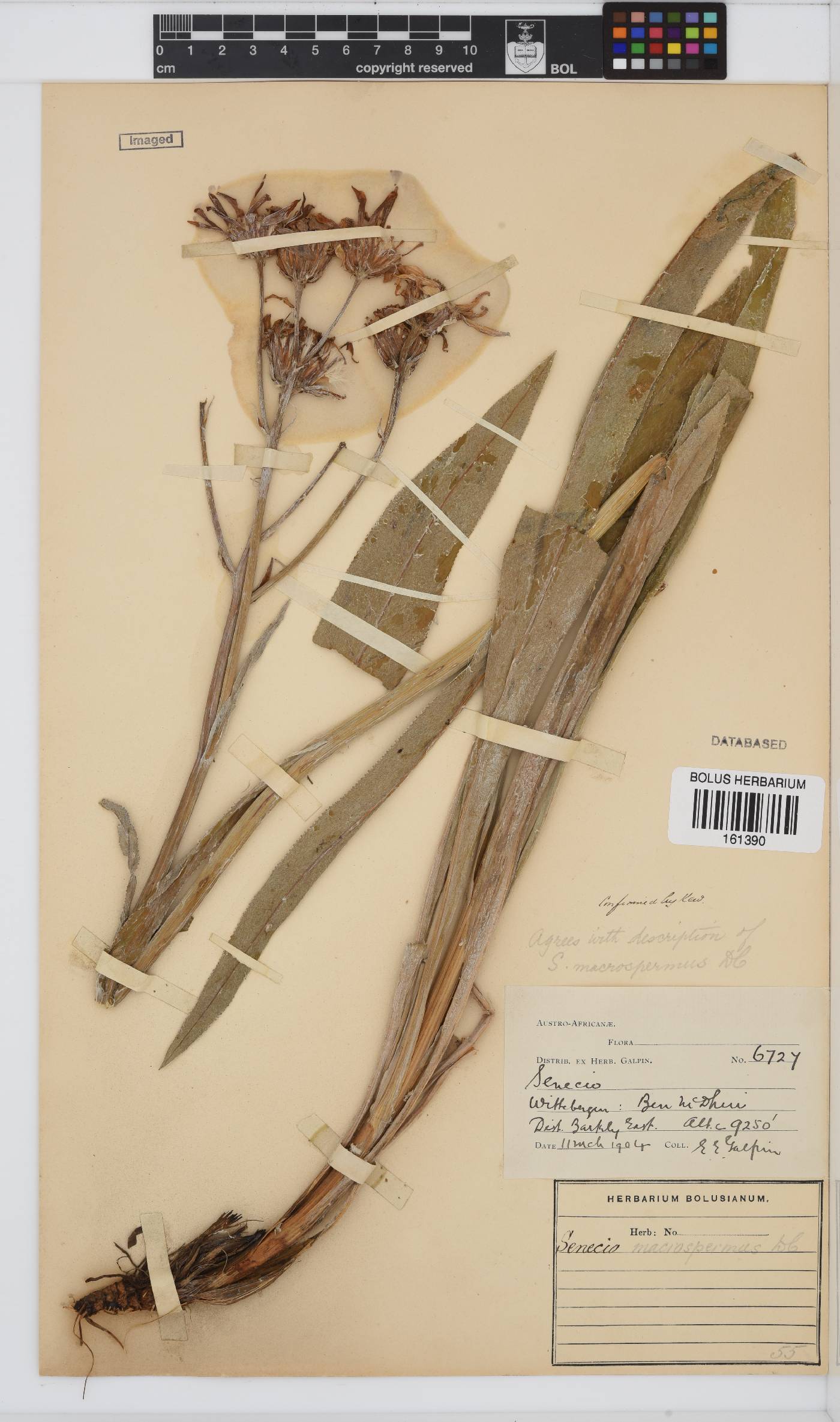 Senecio macrospermus image