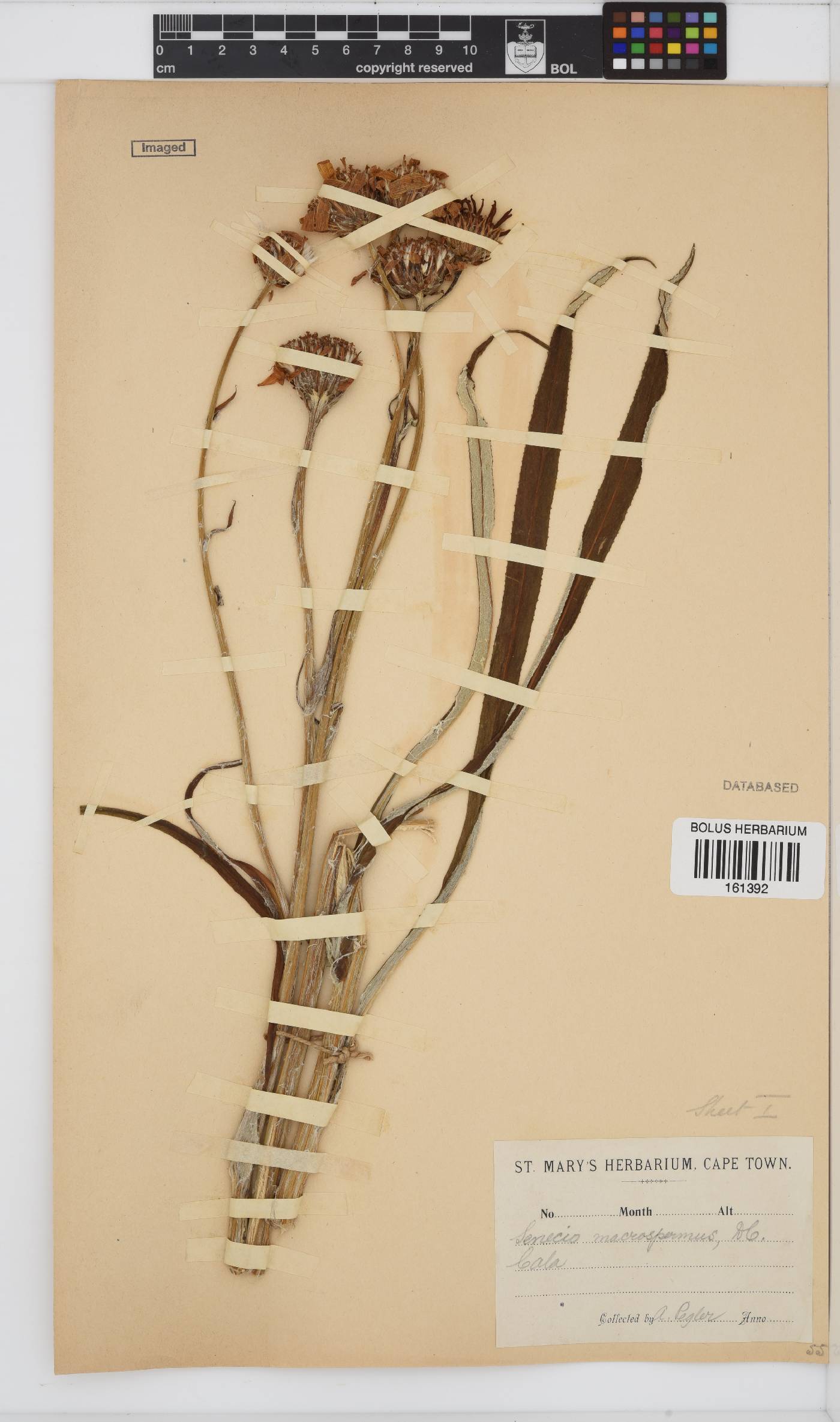 Senecio macrospermus image
