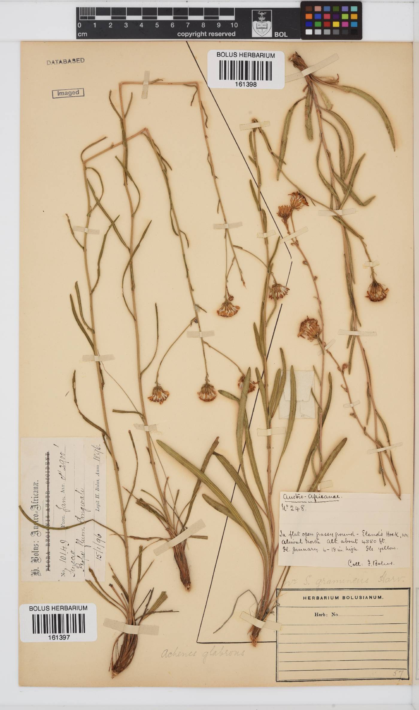 Senecio gramineus image