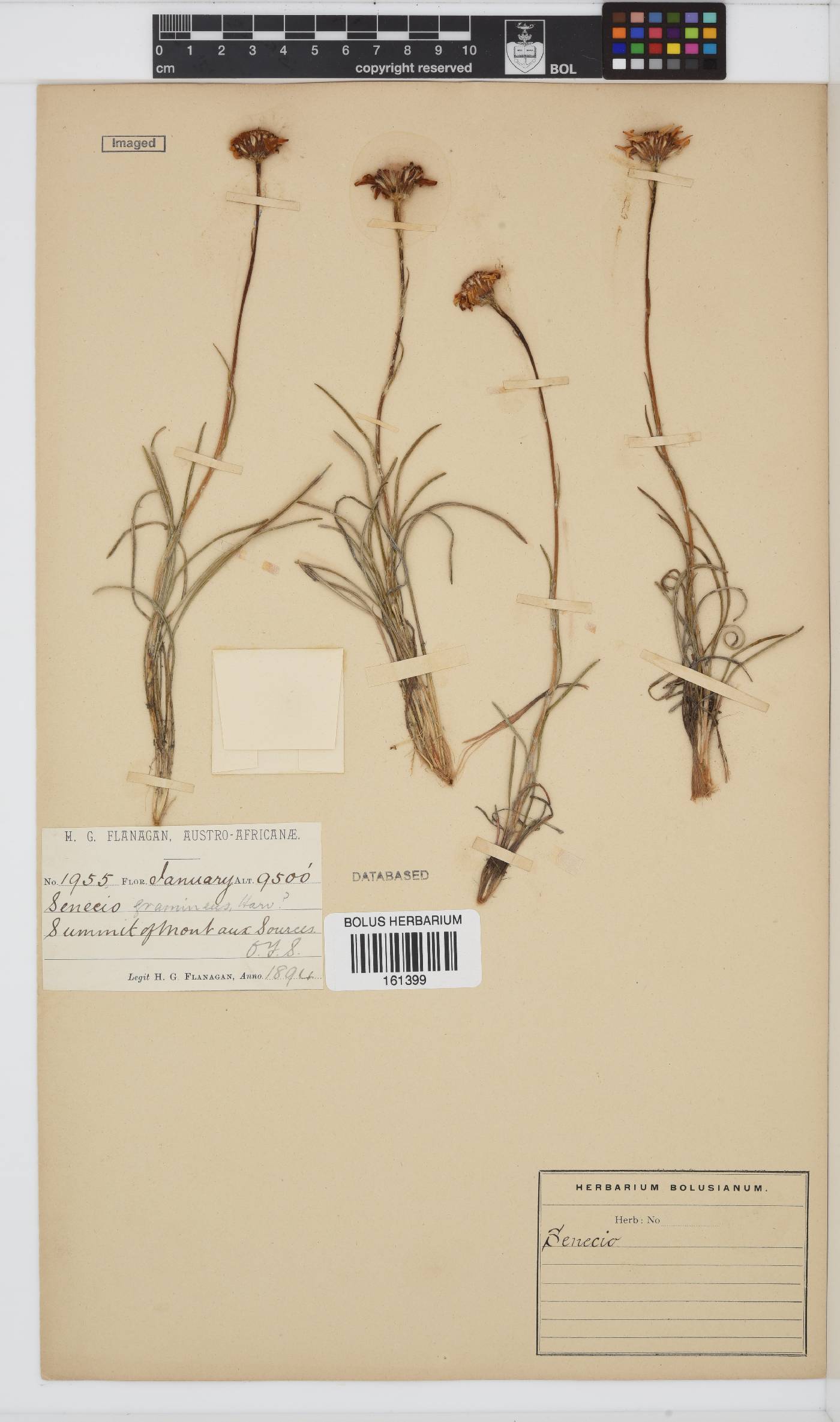 Senecio gramineus image