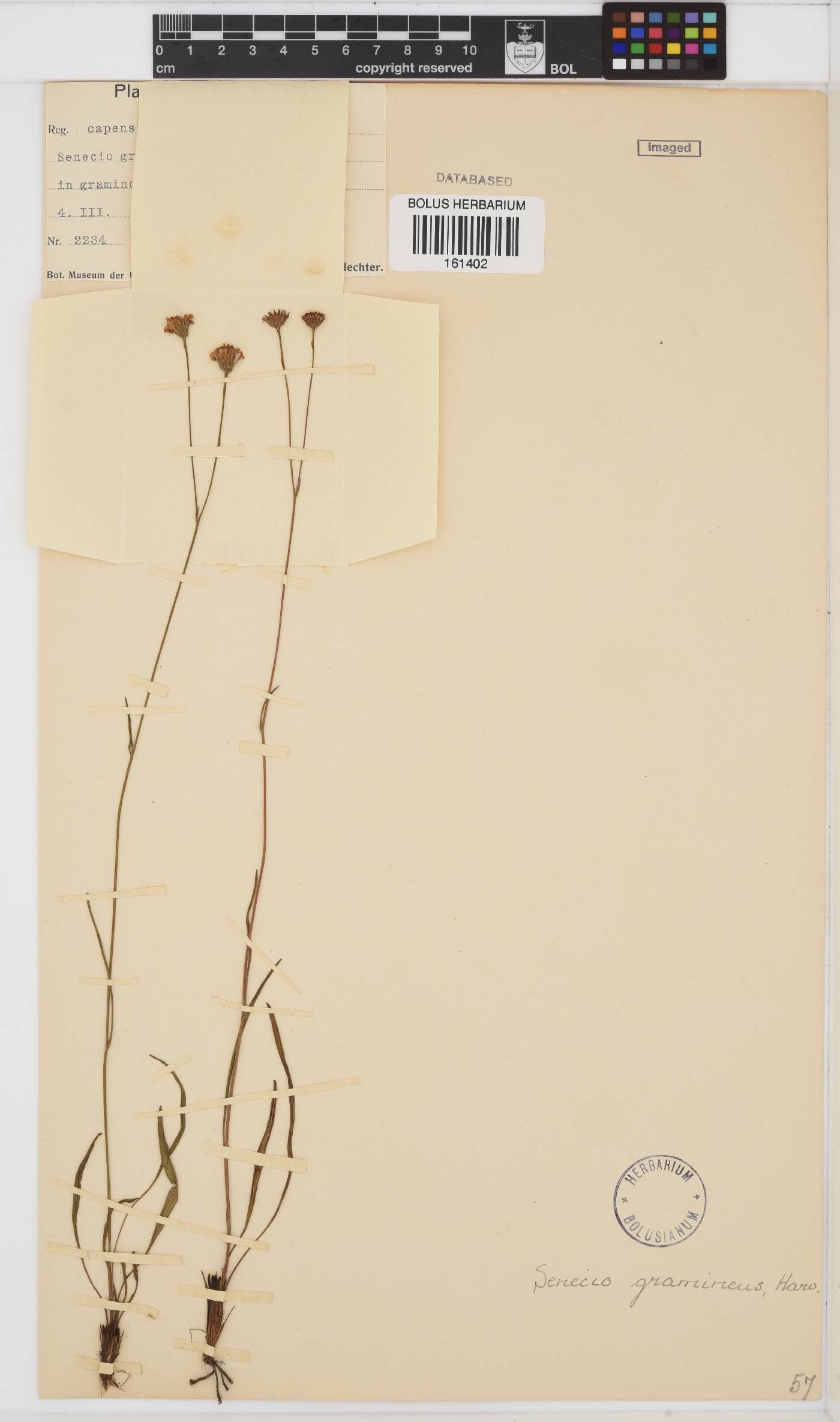Senecio gramineus image
