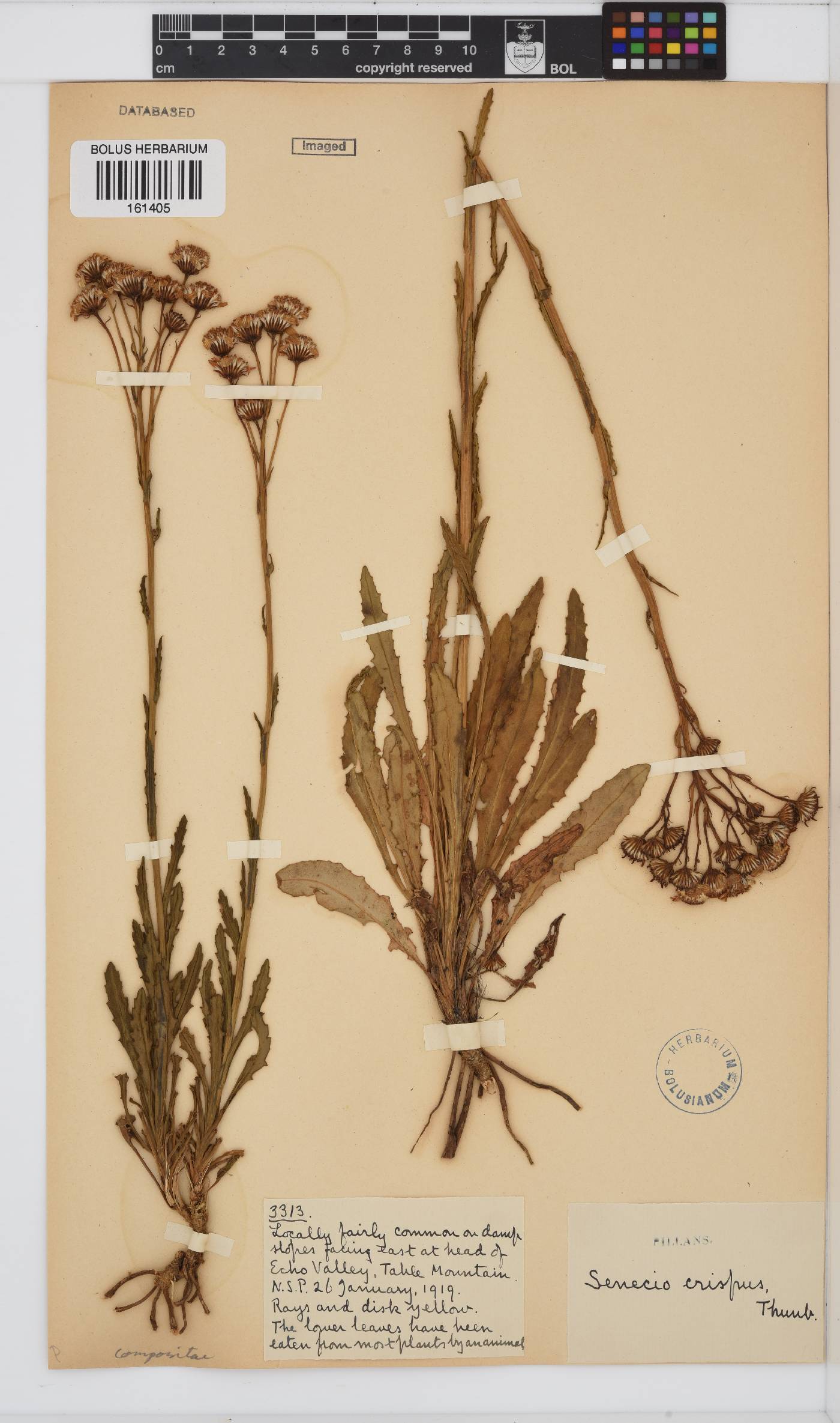 Senecio crispus image