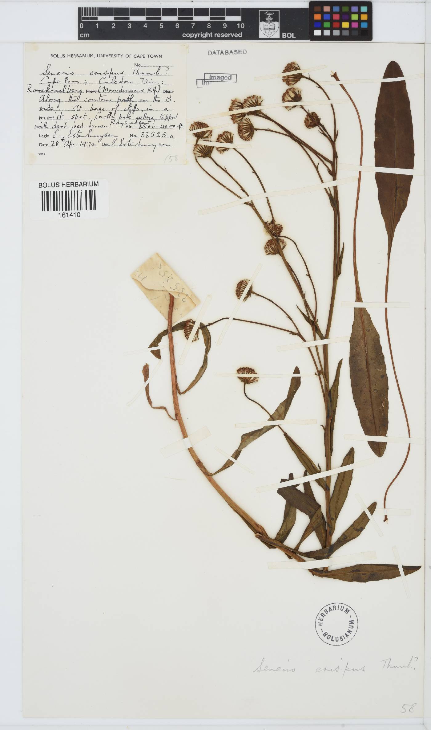 Senecio crispus image