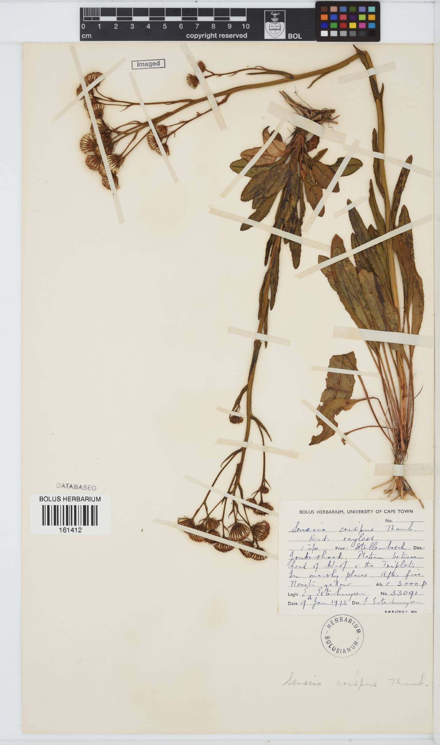 Senecio crispus image