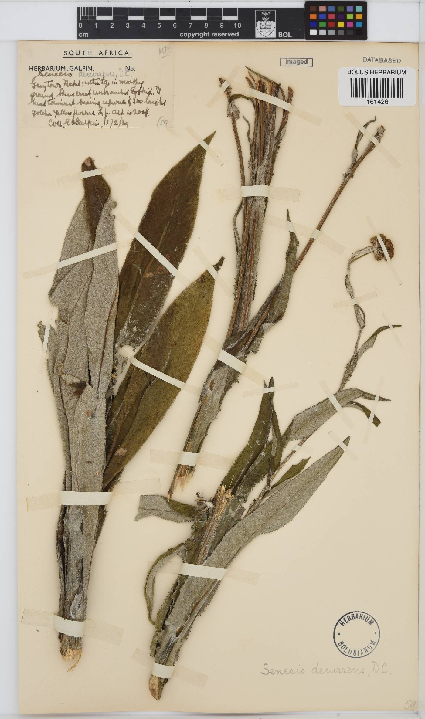 Senecio decurrens image