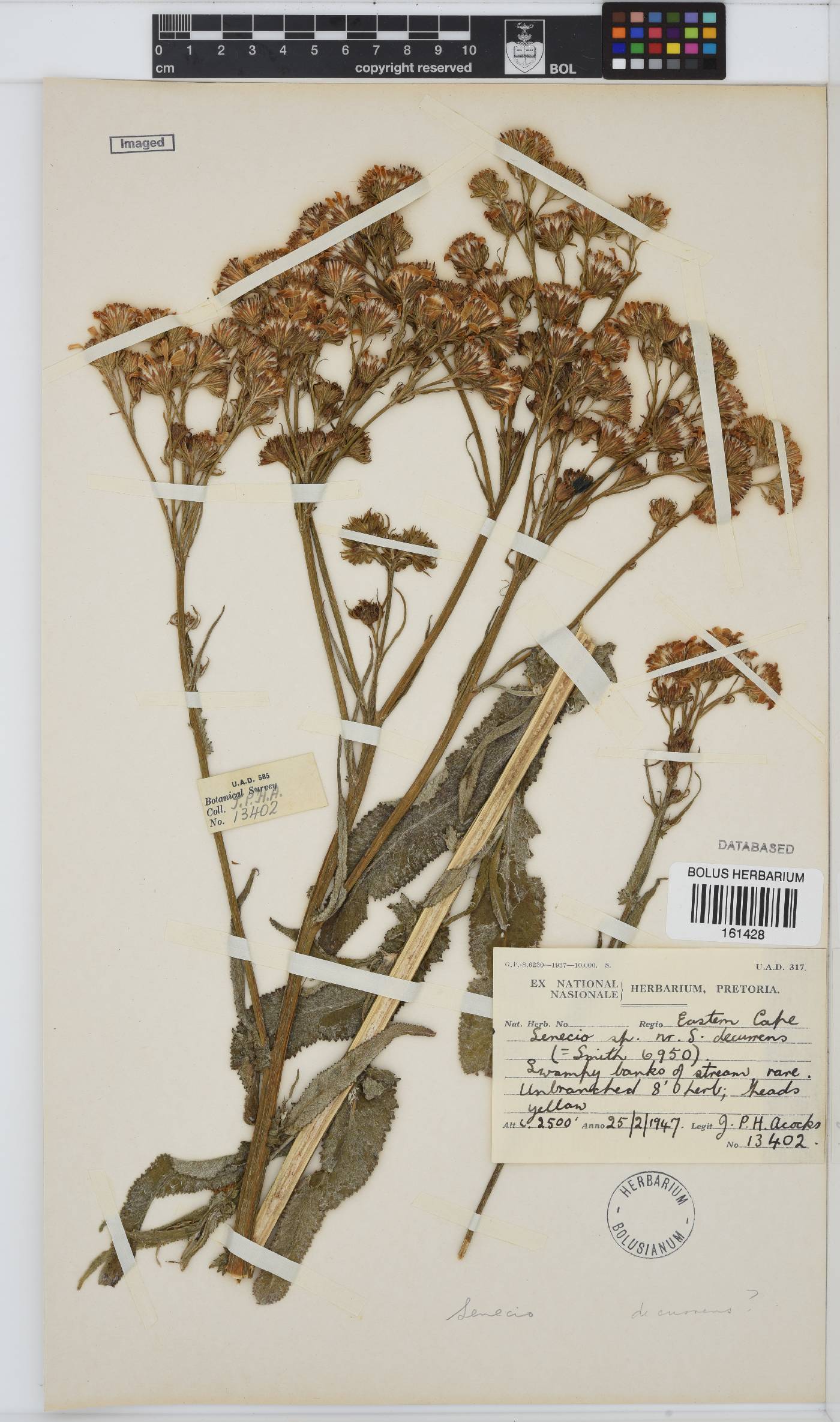 Senecio decurrens image