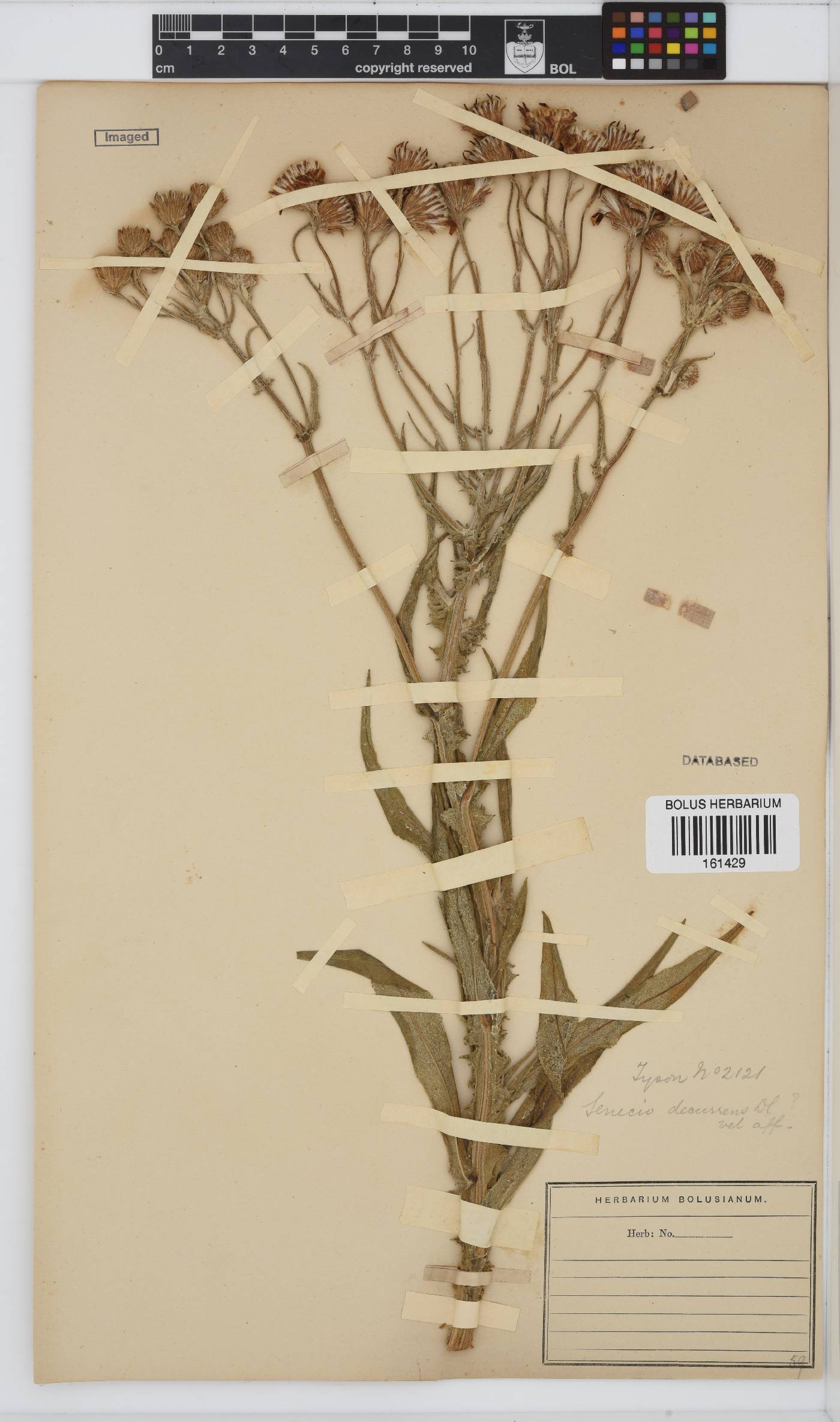 Senecio decurrens image