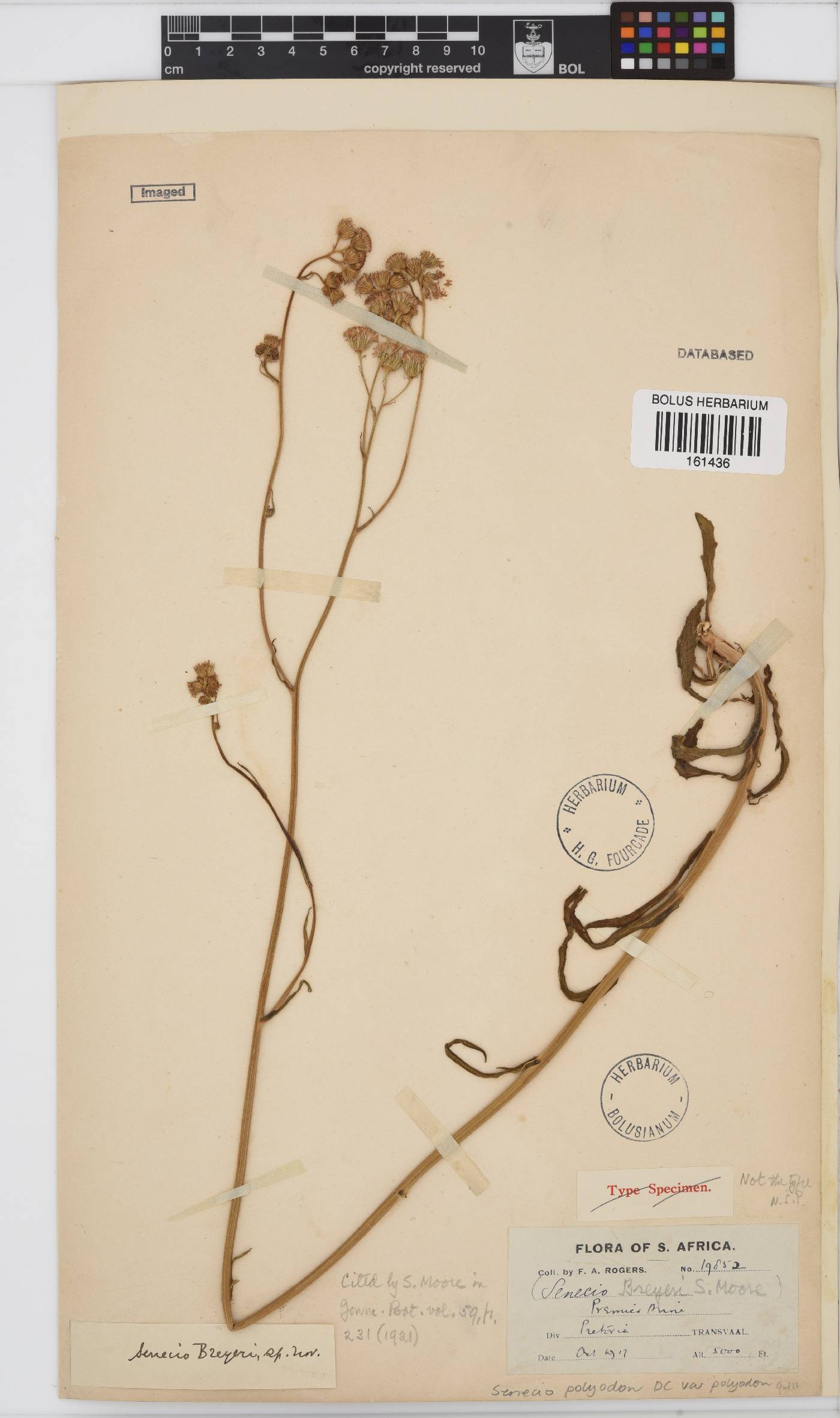 Senecio polyodon var. polyodon image