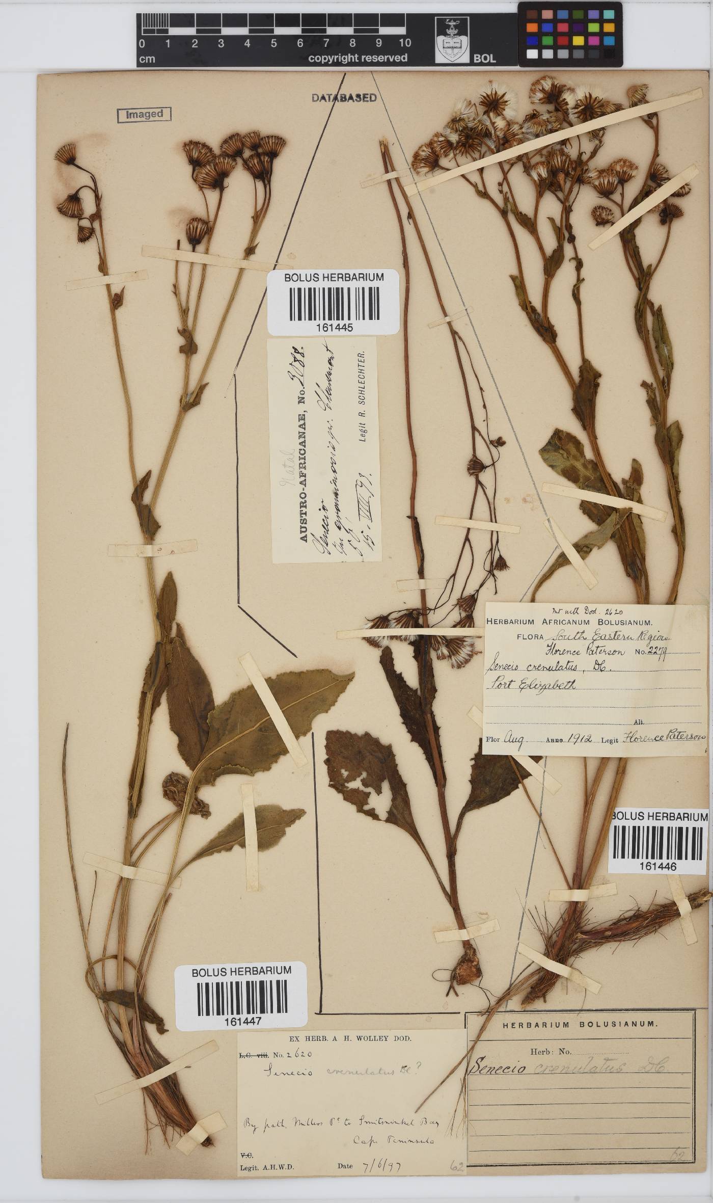 Senecio crenulatus image