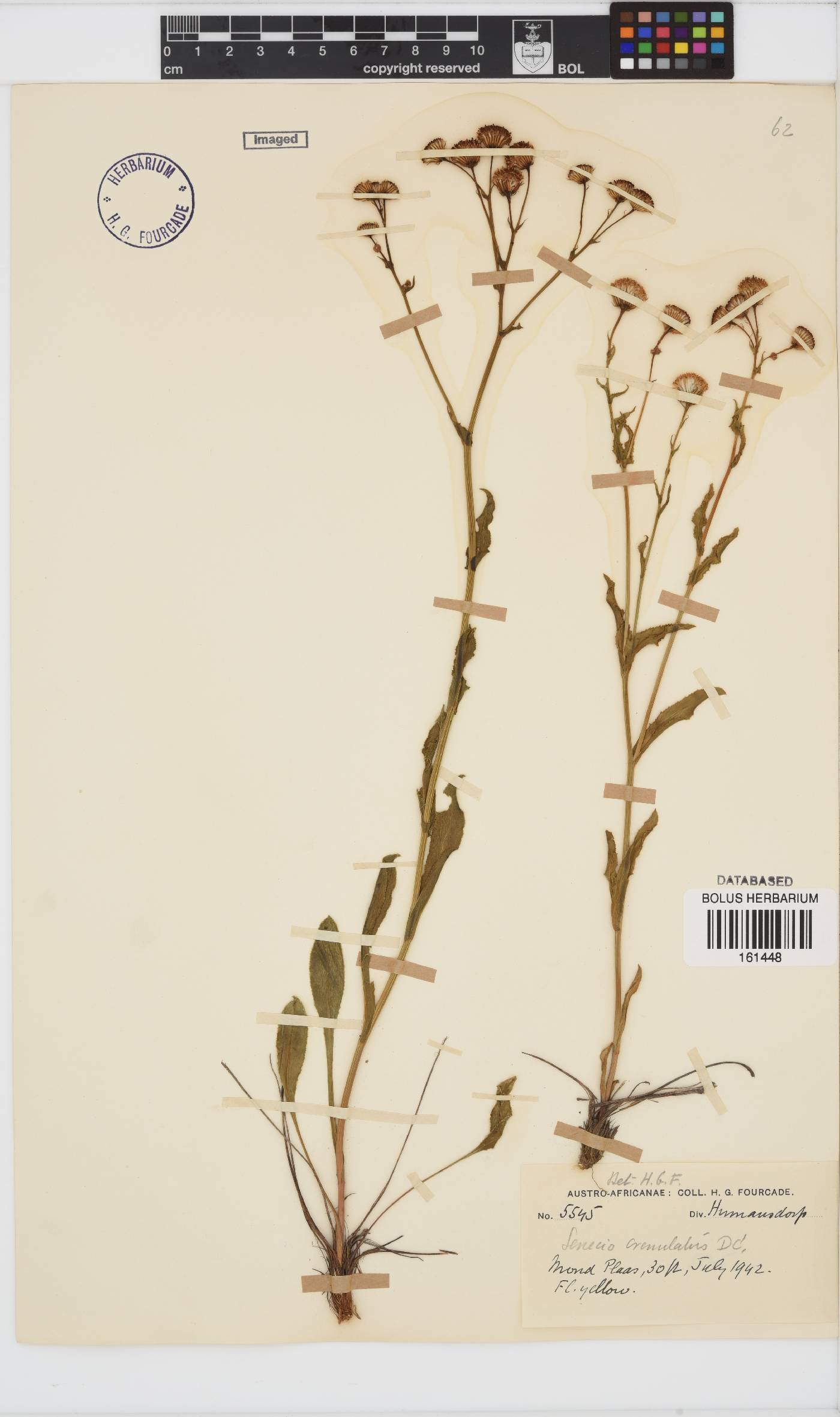 Senecio crenulatus image