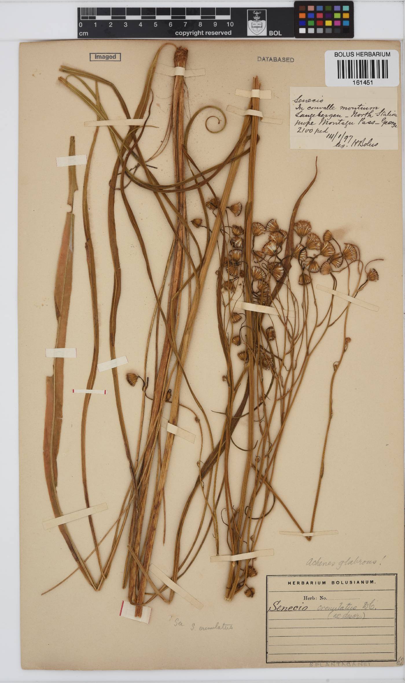 Senecio crenulatus image