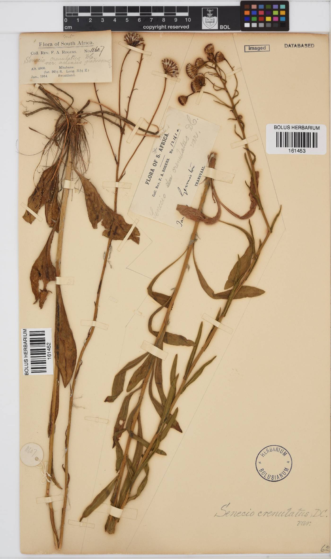 Senecio crenulatus image