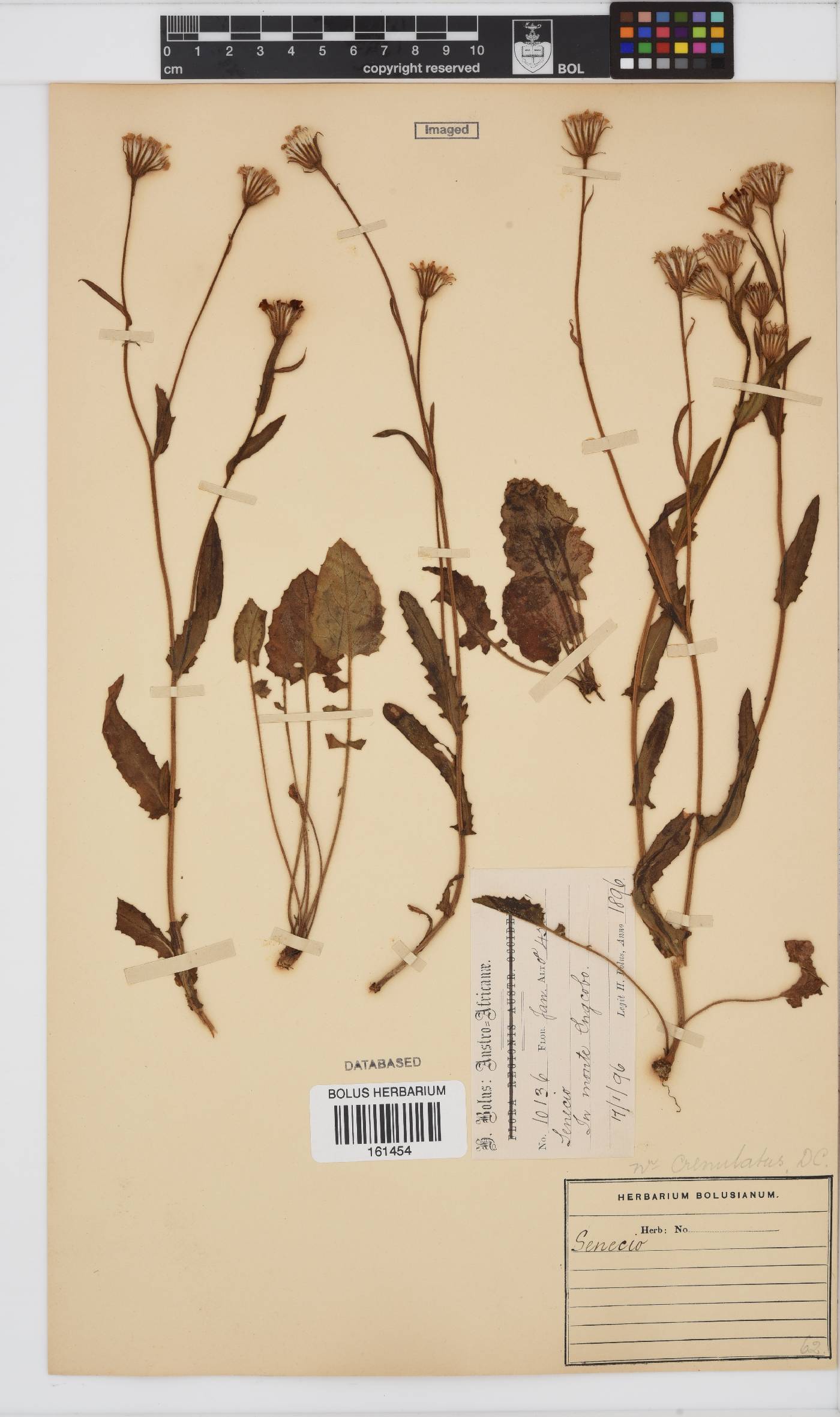 Senecio crenulatus image