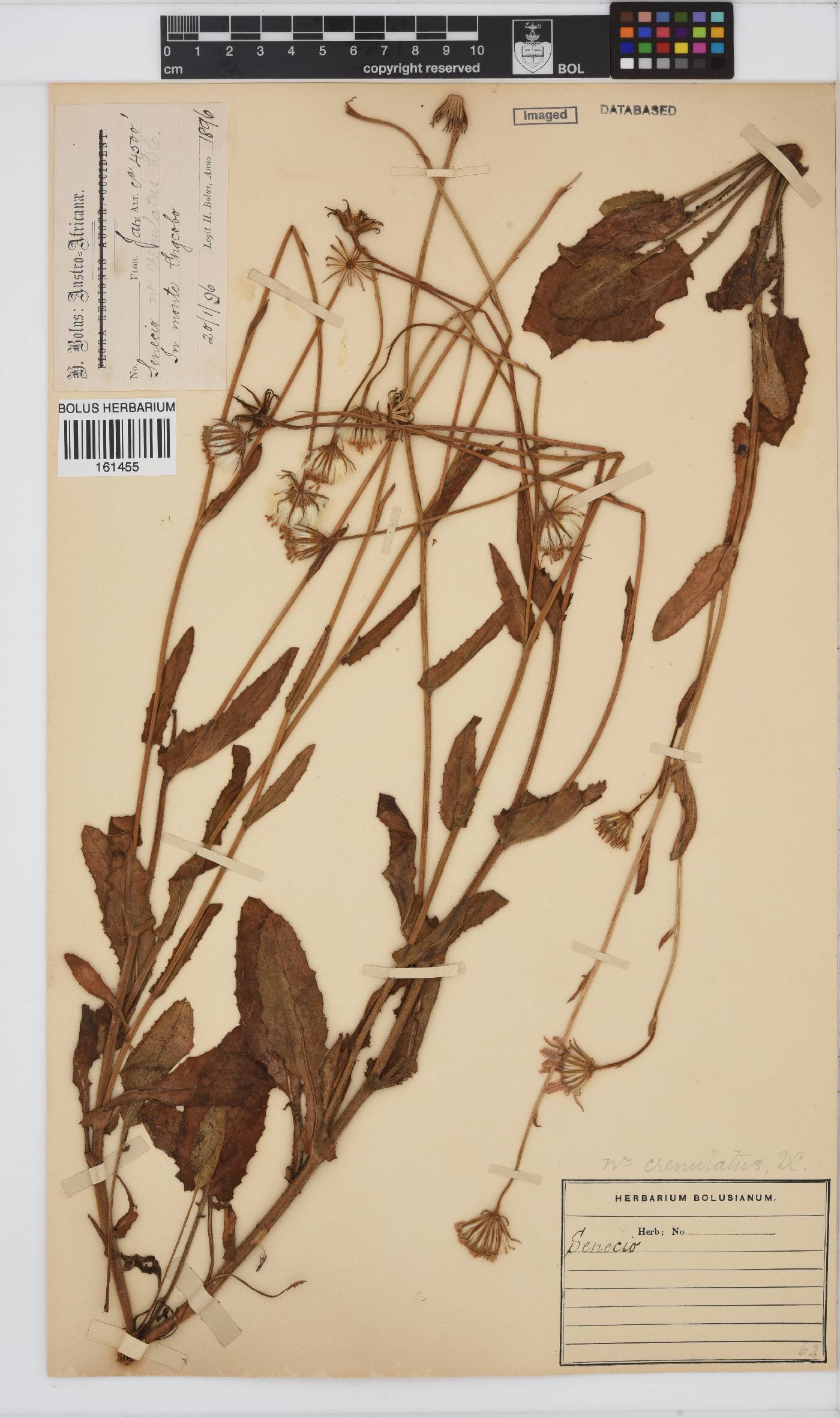 Senecio crenulatus image