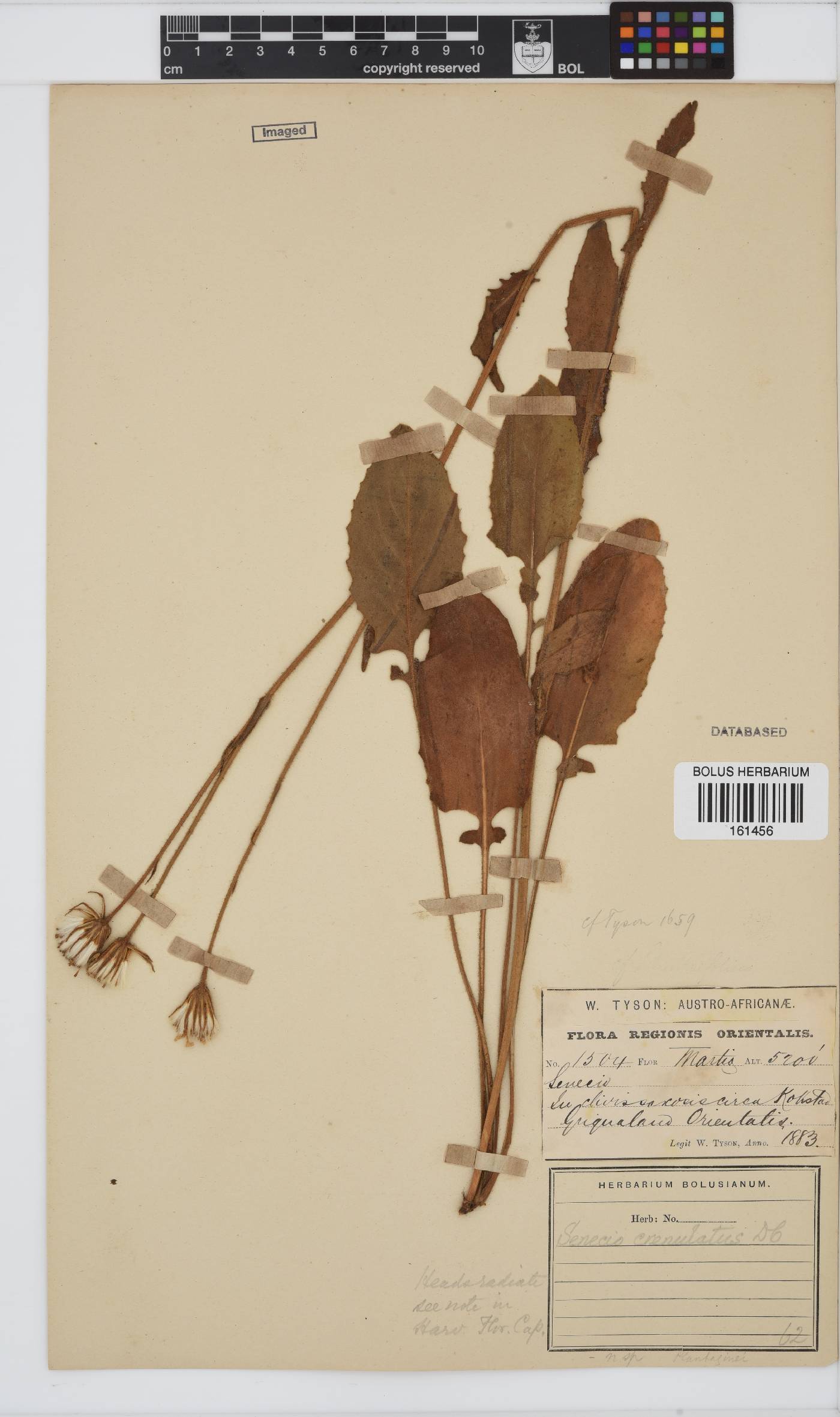 Senecio crenulatus image