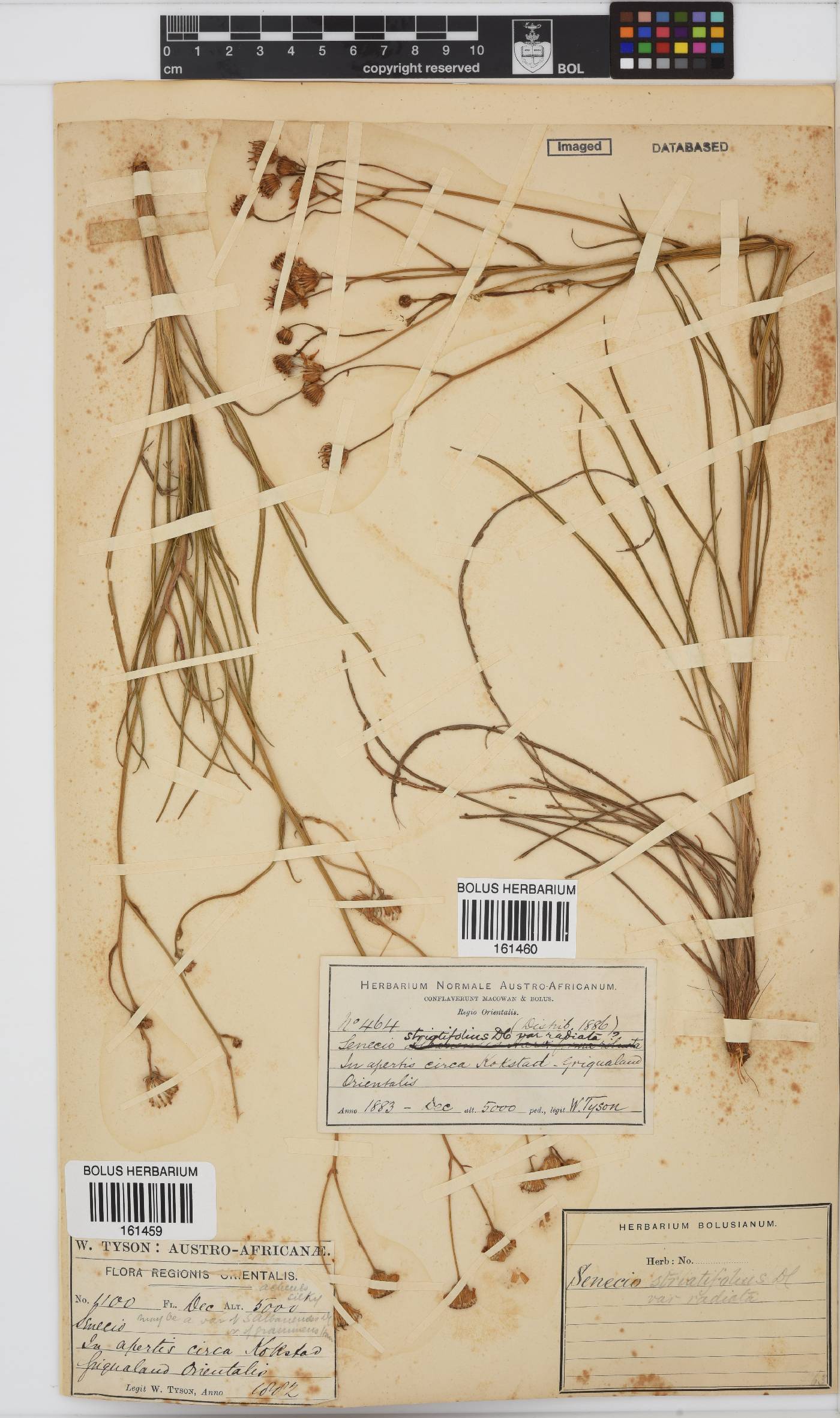 Senecio striatifolius image