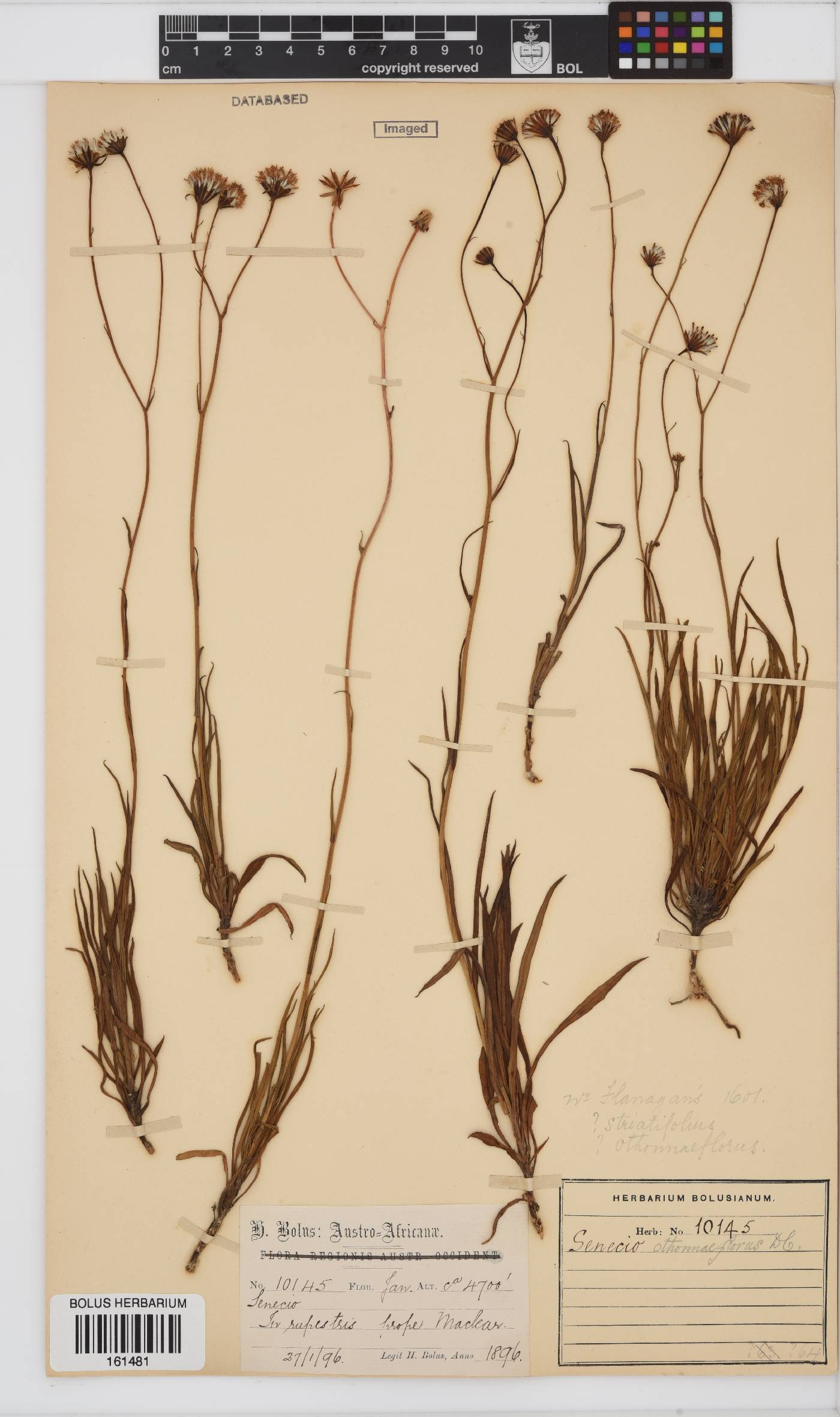 Senecio othonniflorus image