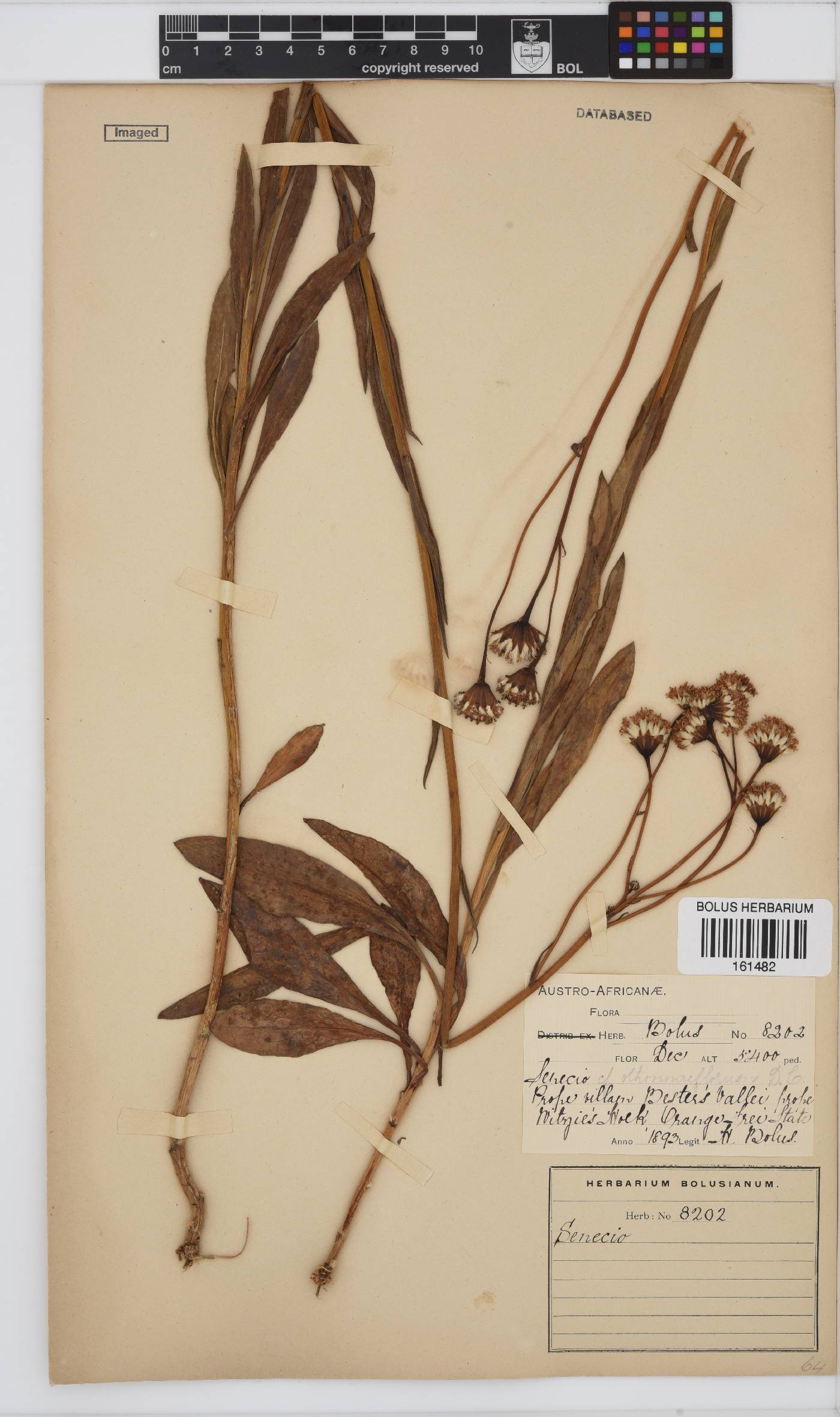 Senecio othonniflorus image