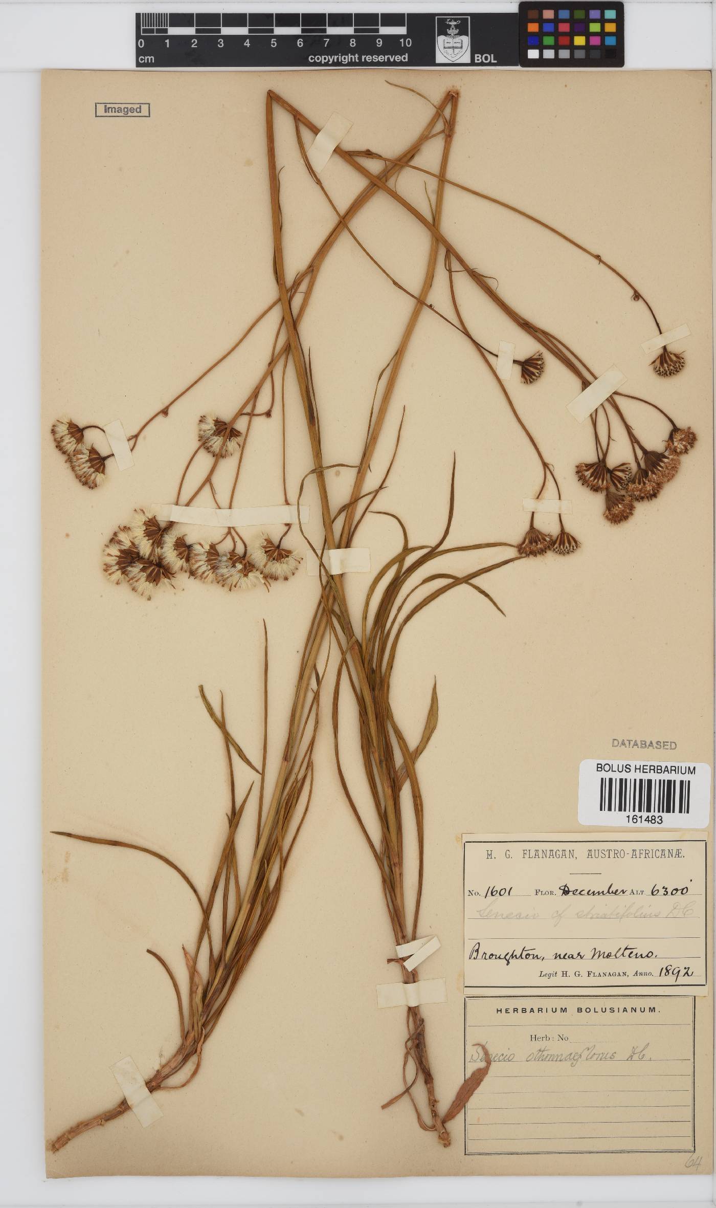 Senecio othonniflorus image