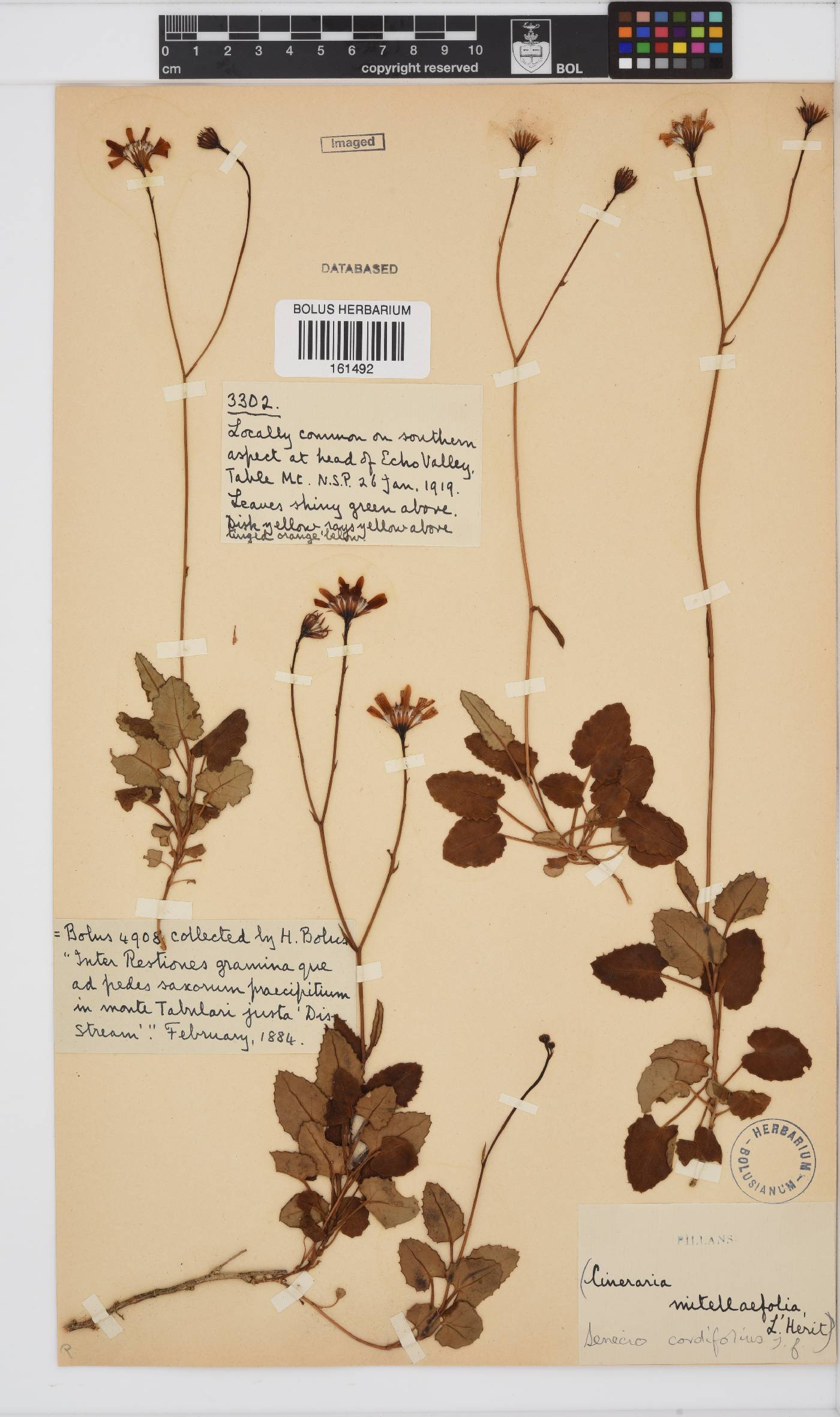 Senecio cordifolius image