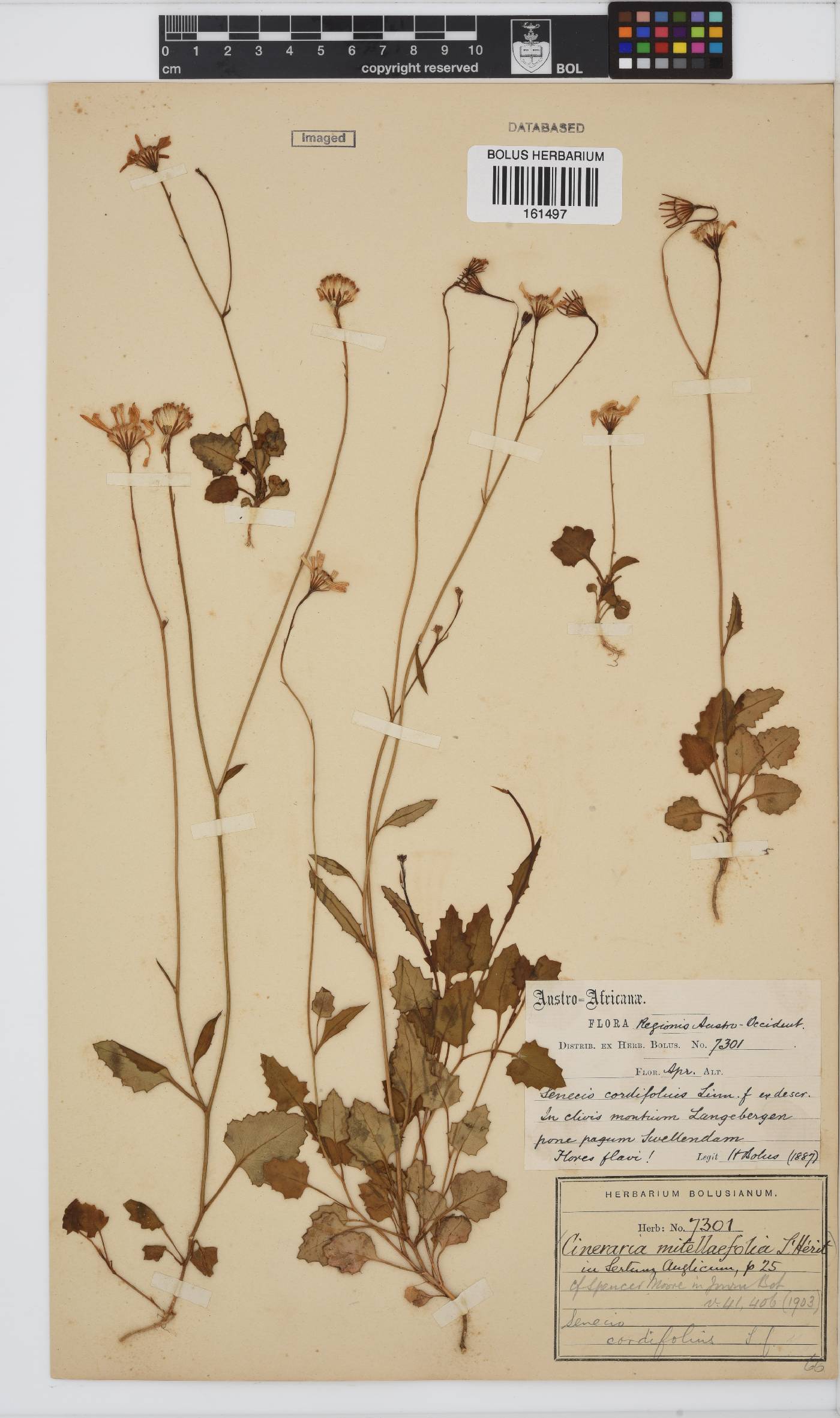 Senecio cordifolius image