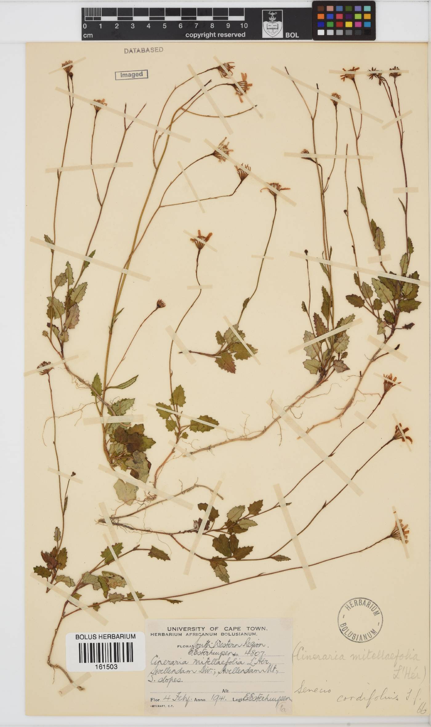 Senecio cordifolius image