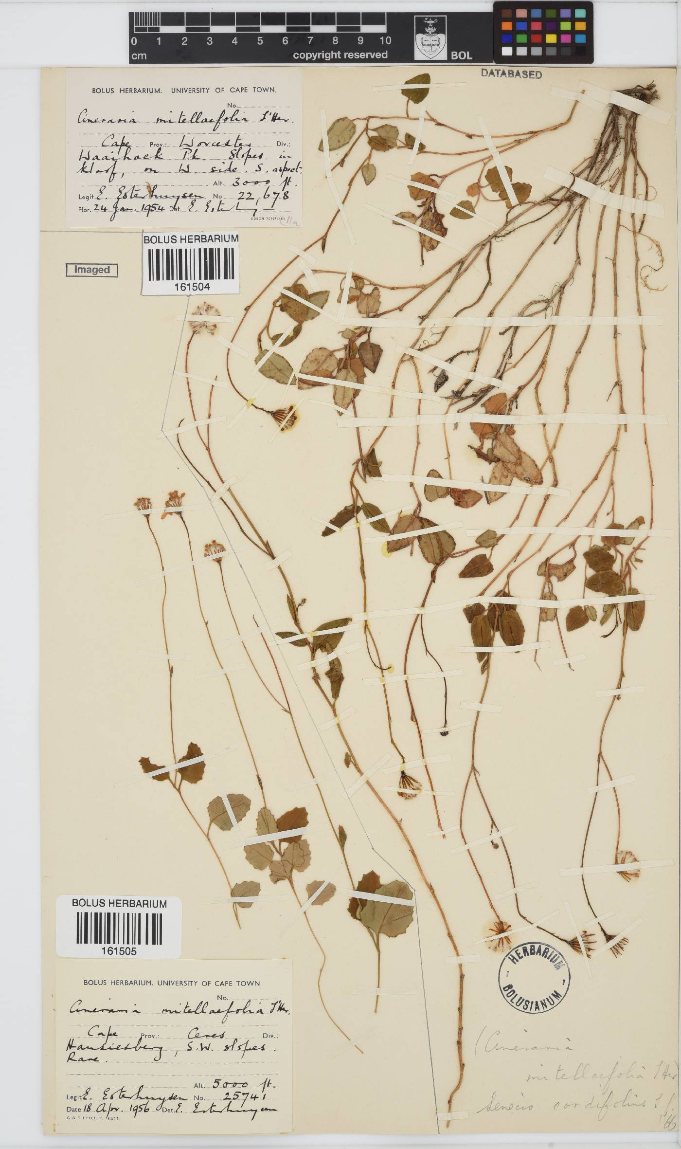 Senecio cordifolius image