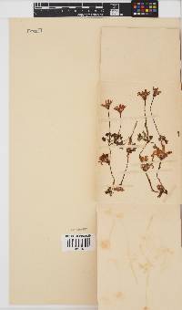 Senecio cymbalarifolius image