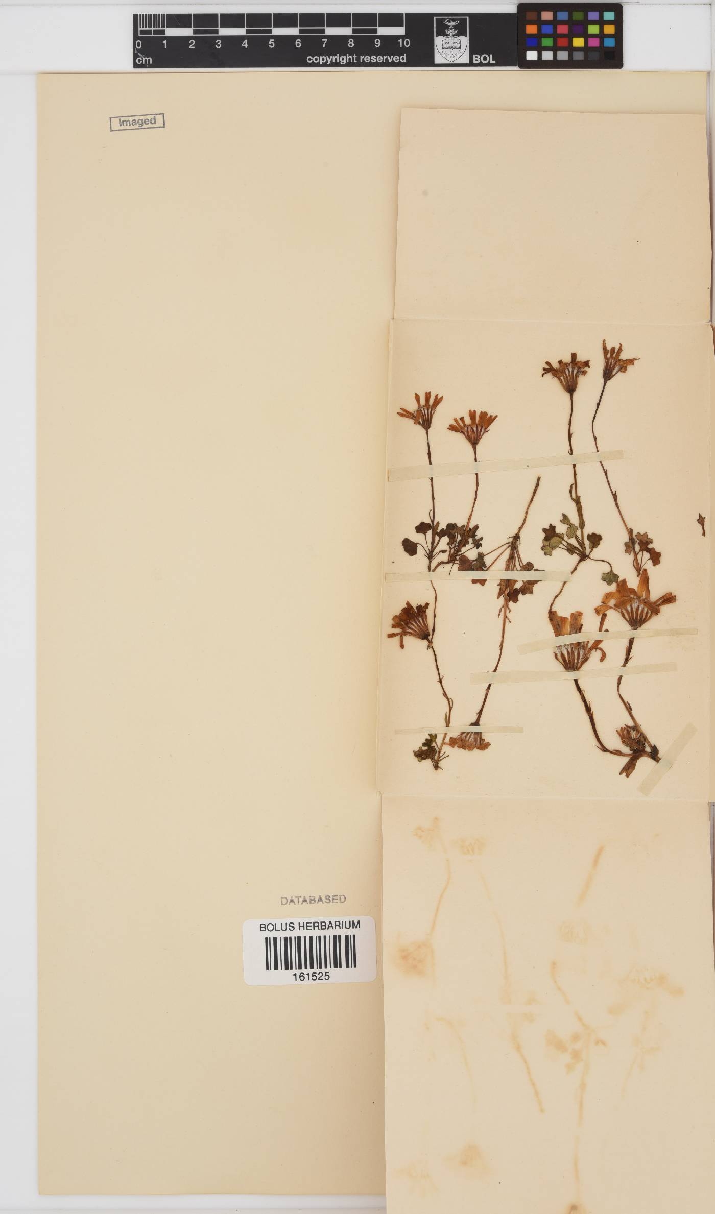 Senecio cymbalarifolius image