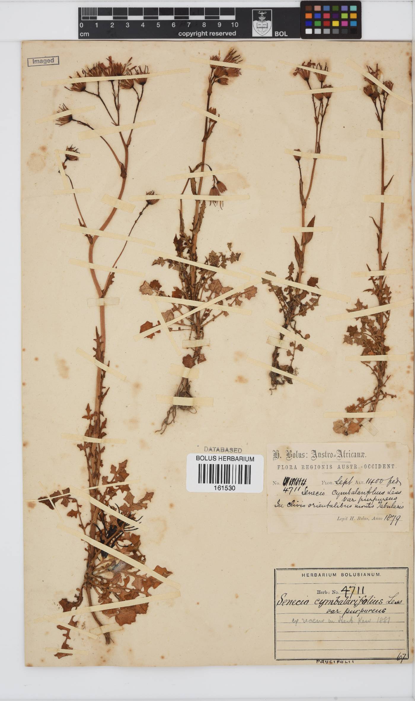 Senecio cymbalarifolius image