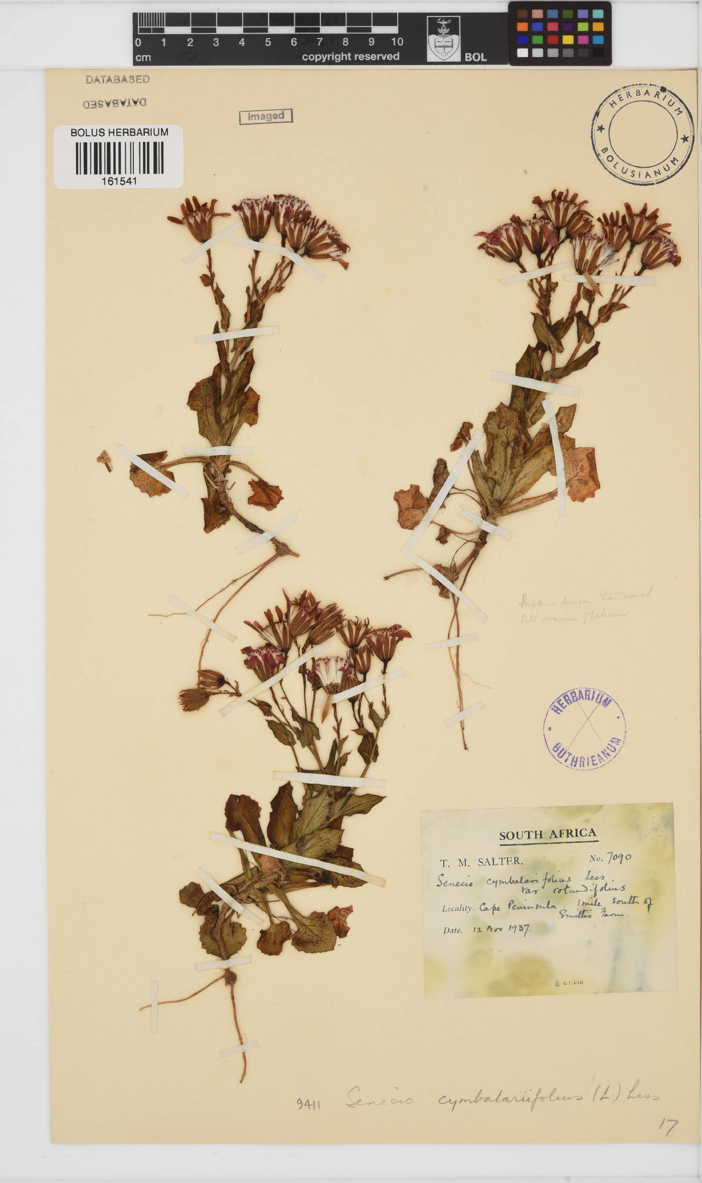 Senecio cymbalarifolius image
