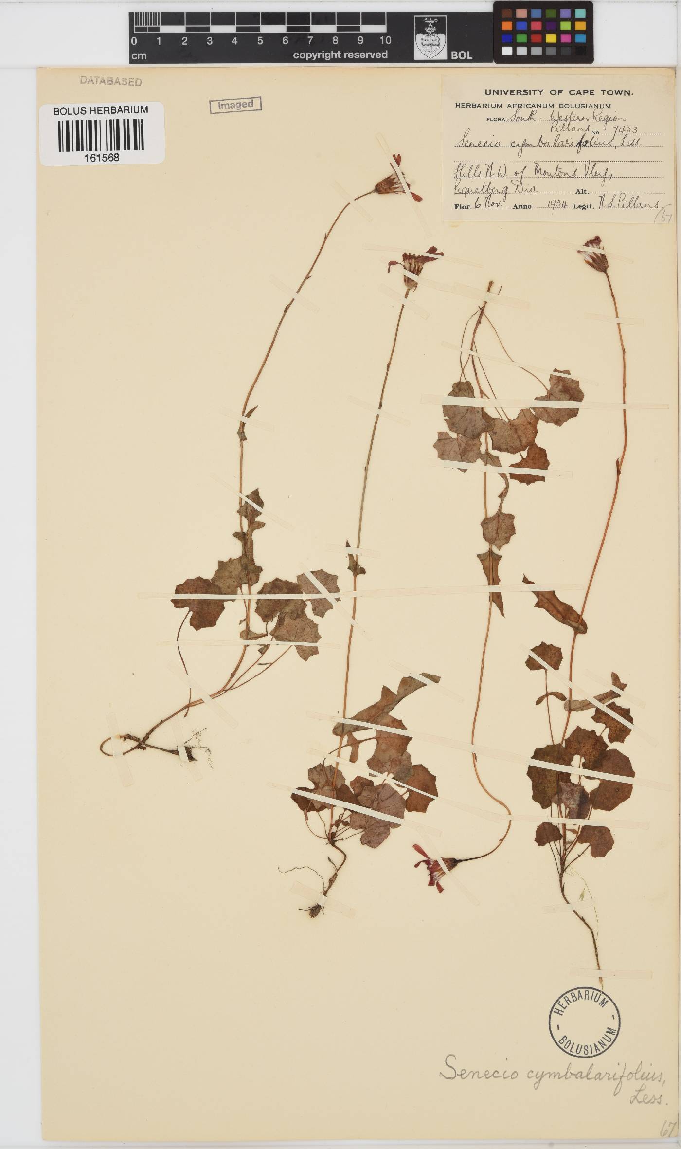 Senecio cymbalarifolius image