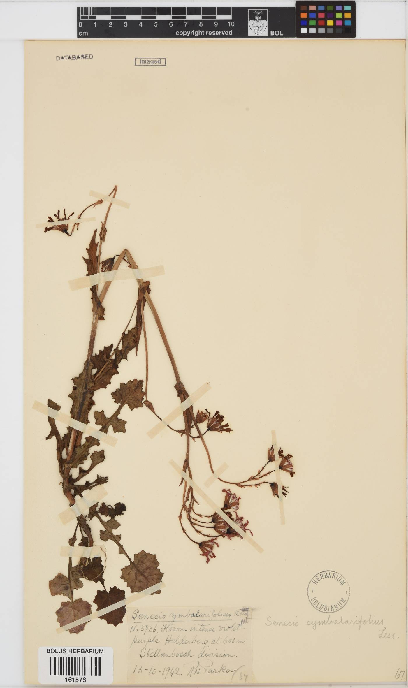 Senecio cymbalarifolius image