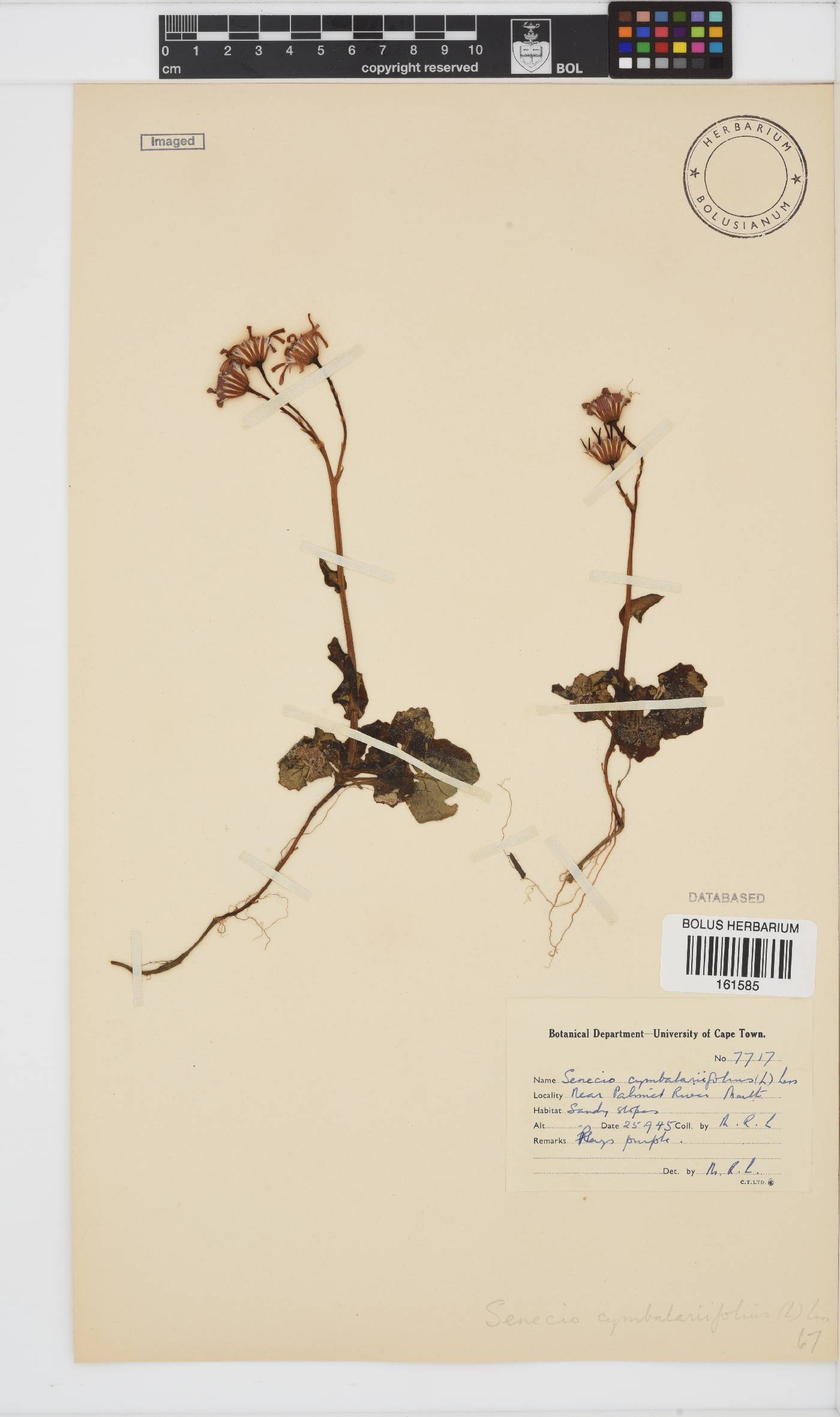 Senecio cymbalarifolius image