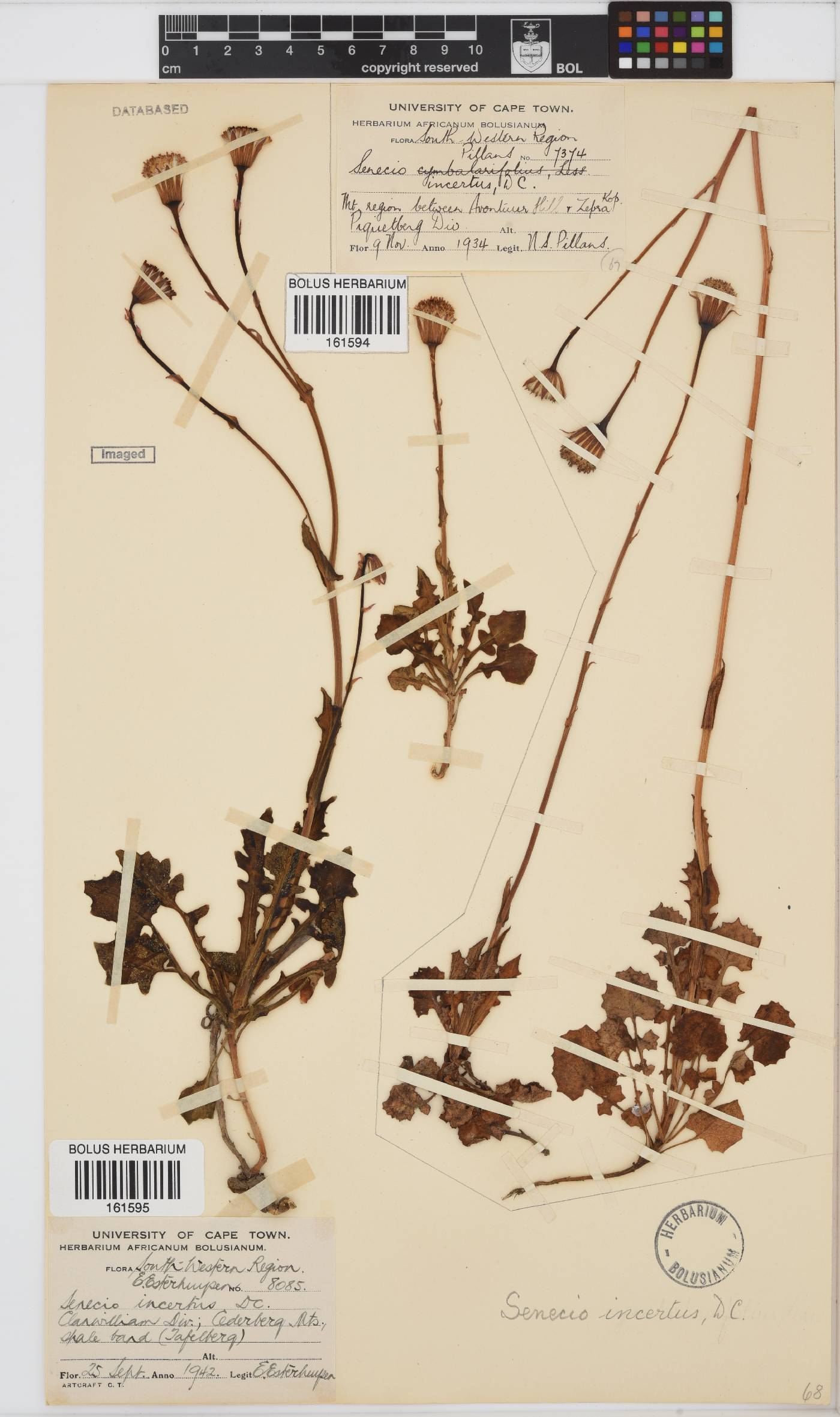 Senecio incertus image