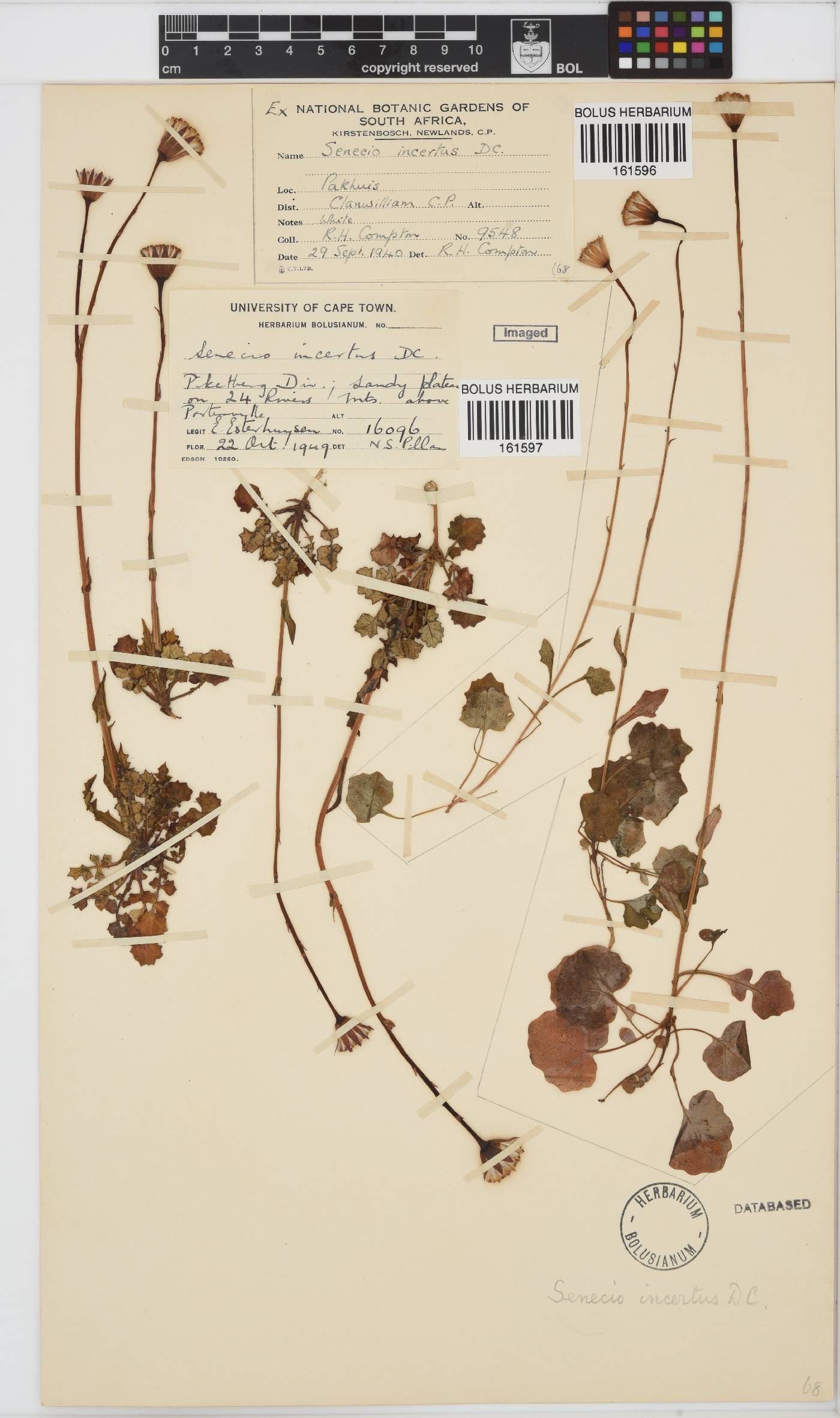 Senecio incertus image