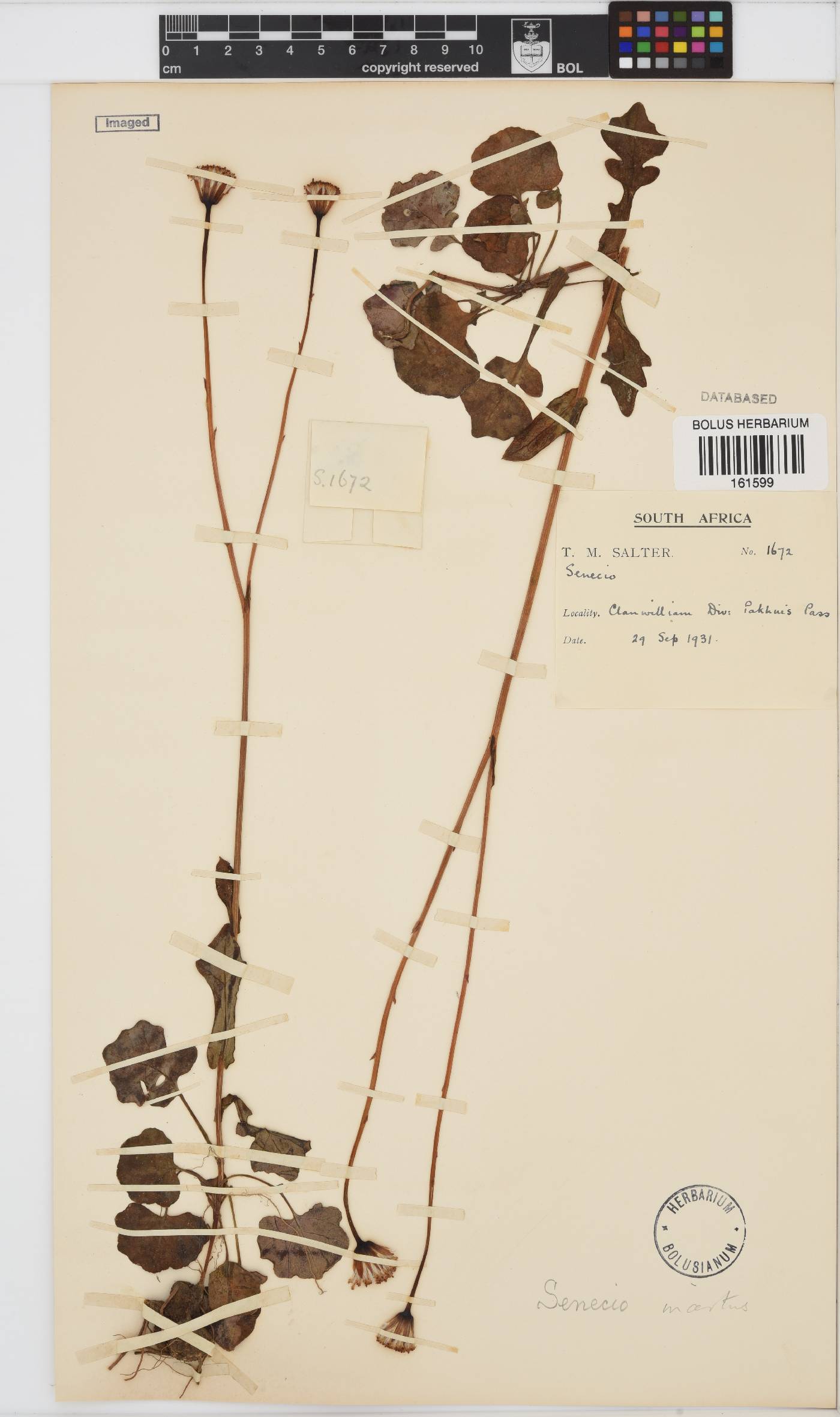 Senecio incertus image