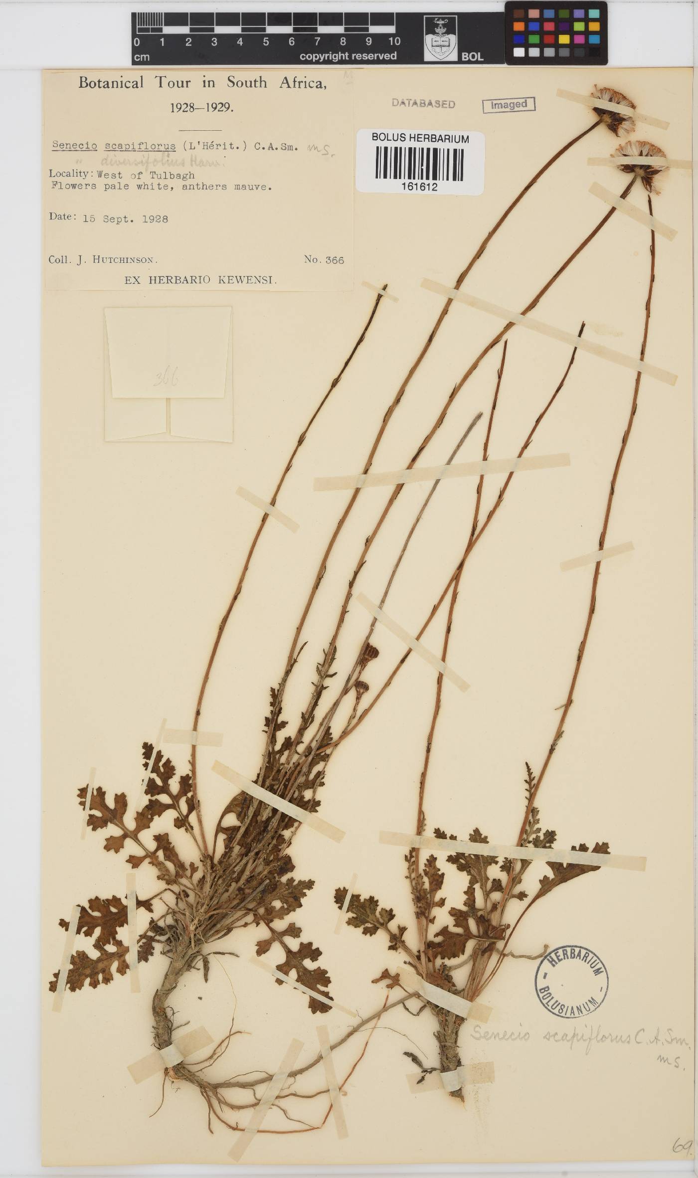 Bolandia elongata image