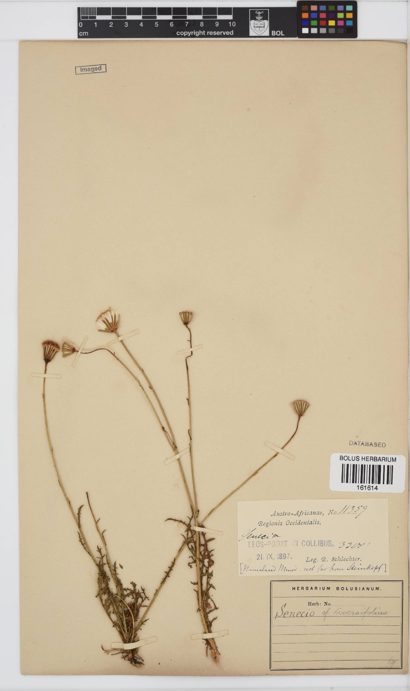 Senecio albopunctatus image