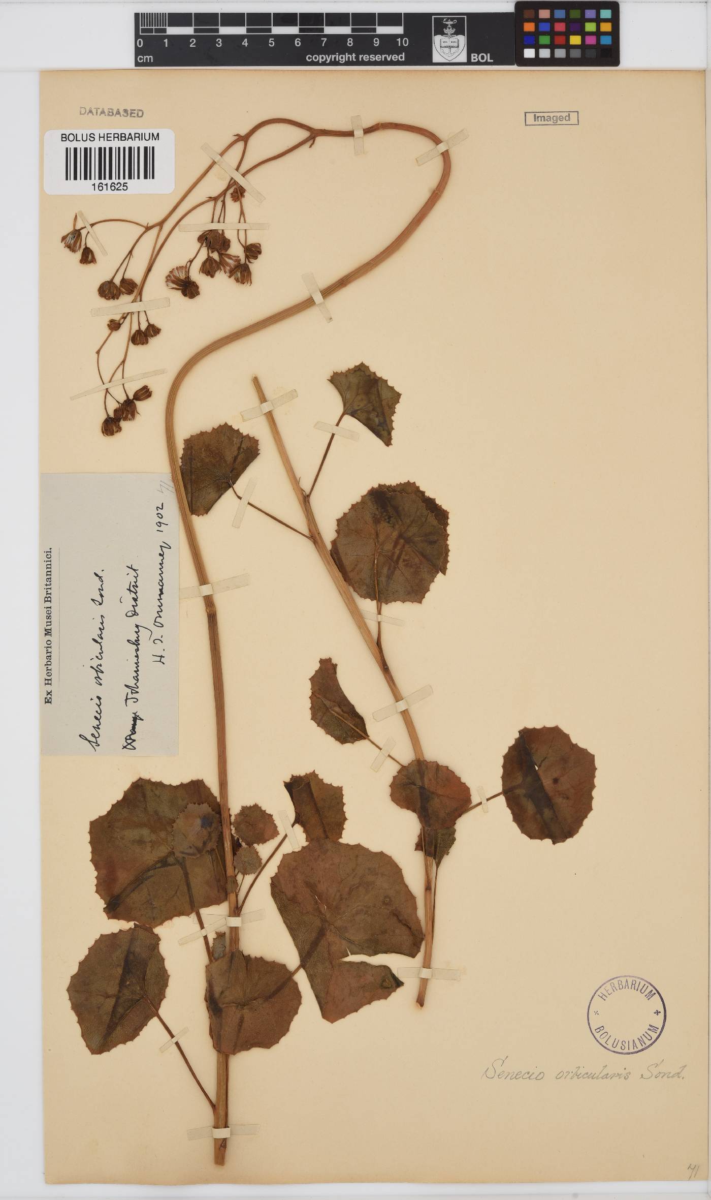Senecio oxyriifolius image