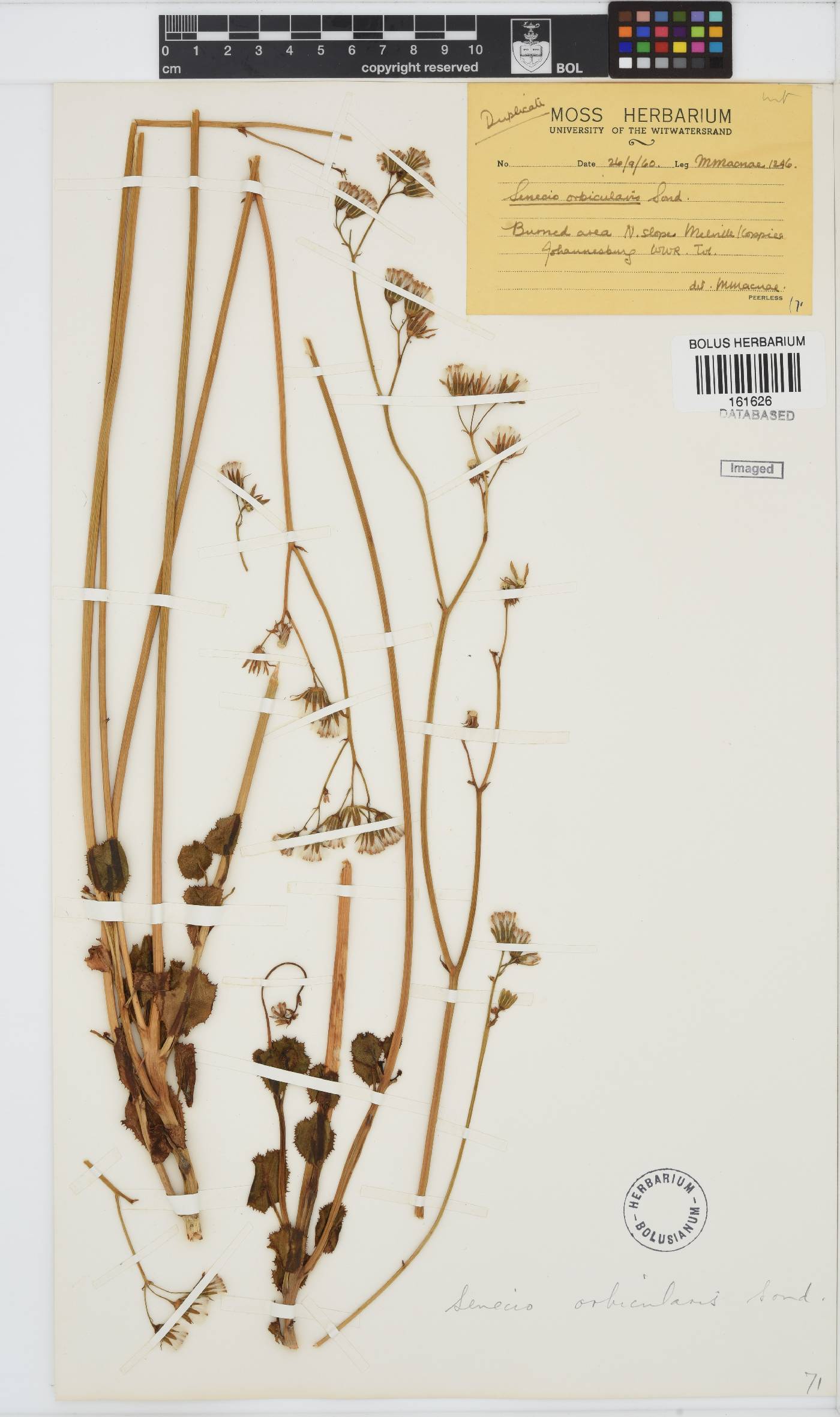 Senecio oxyriifolius image