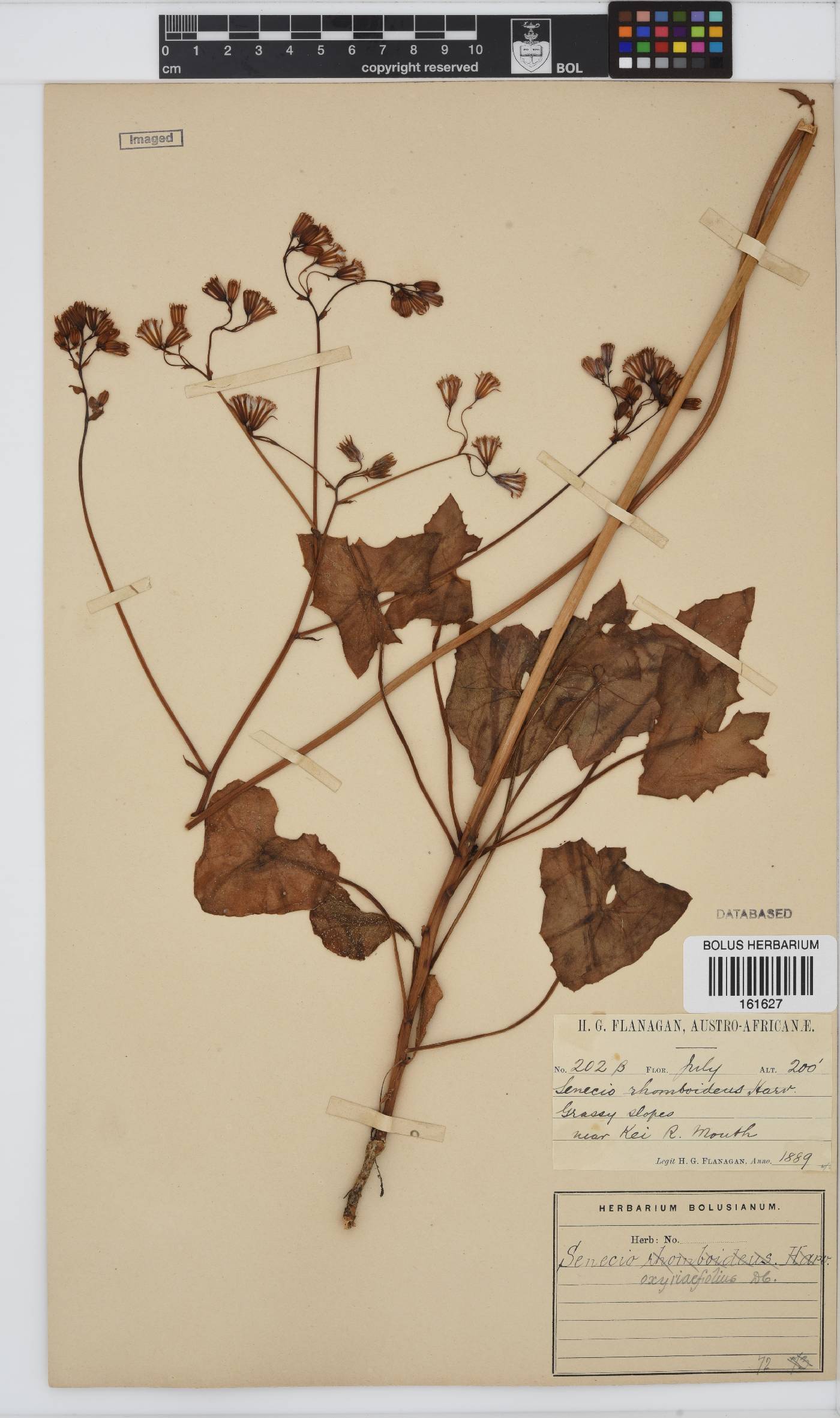 Senecio oxyriifolius image