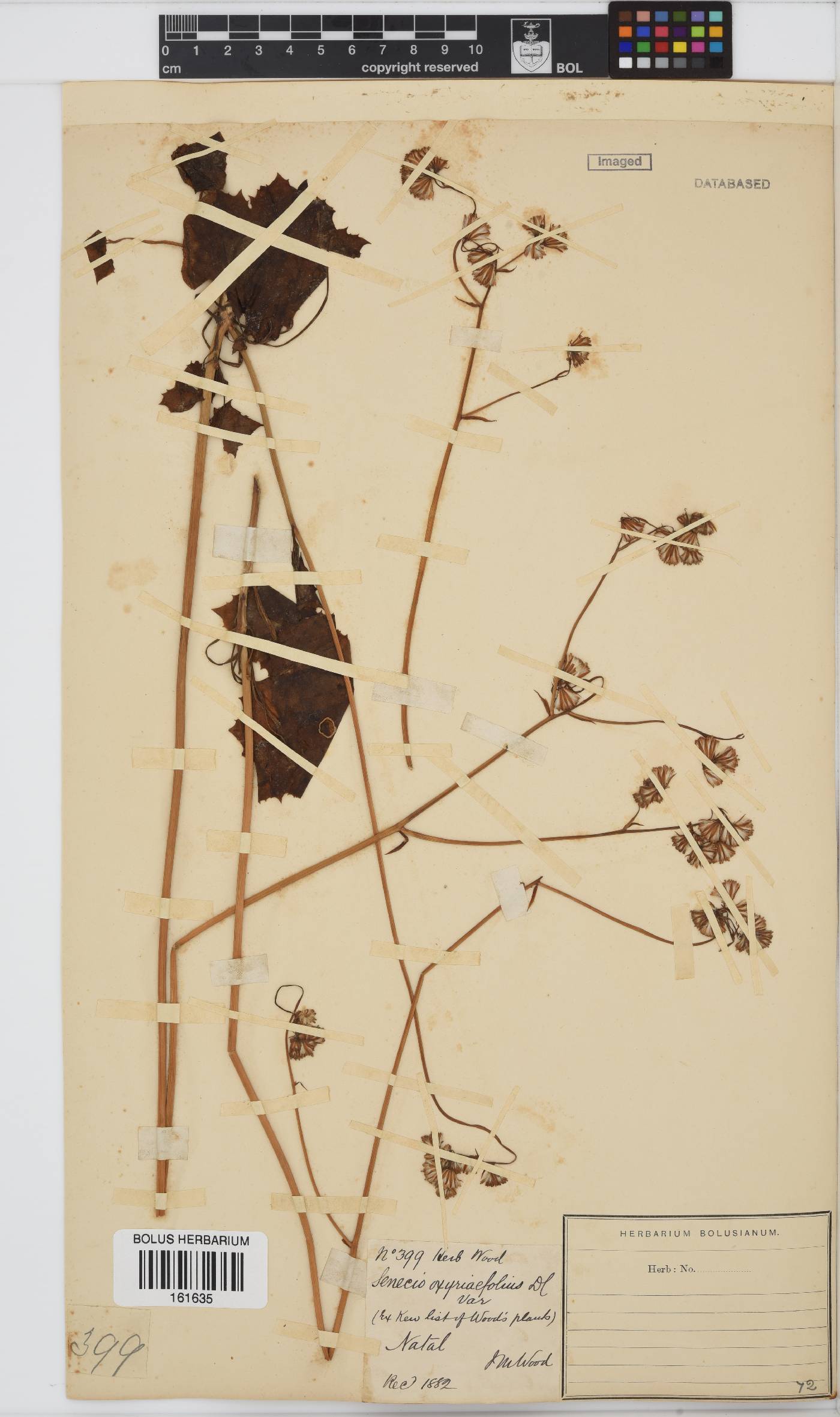 Senecio oxyriifolius image