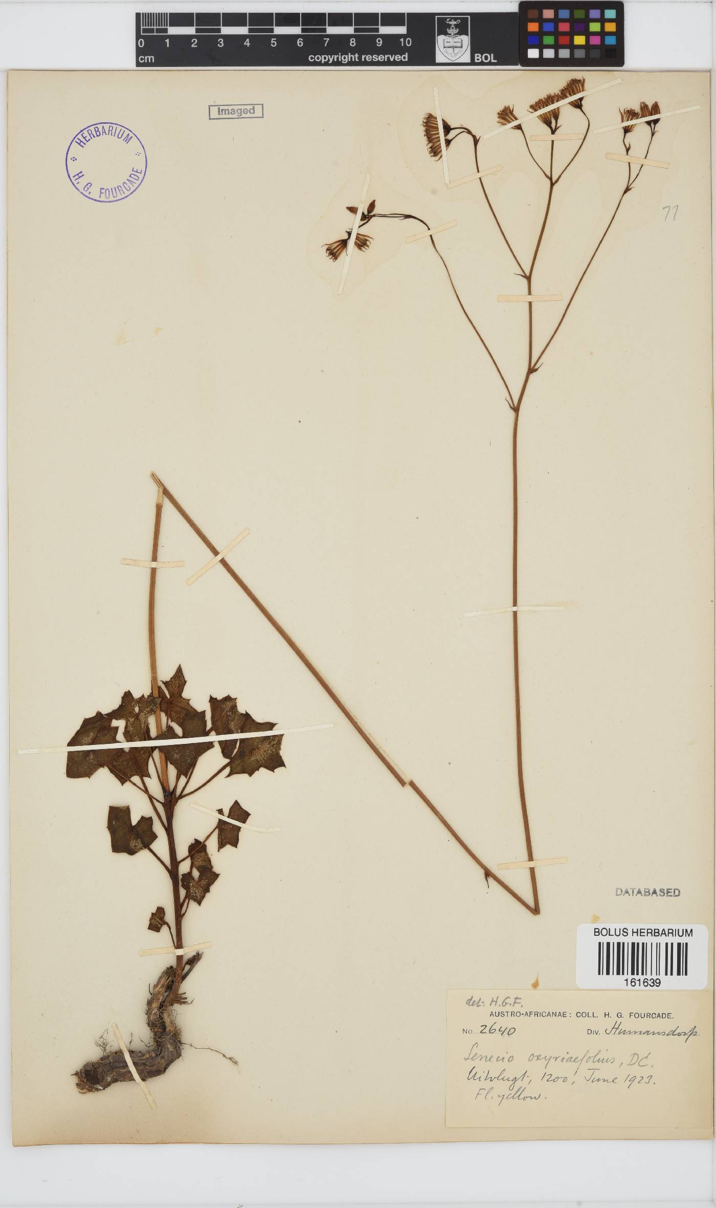 Senecio oxyriifolius image