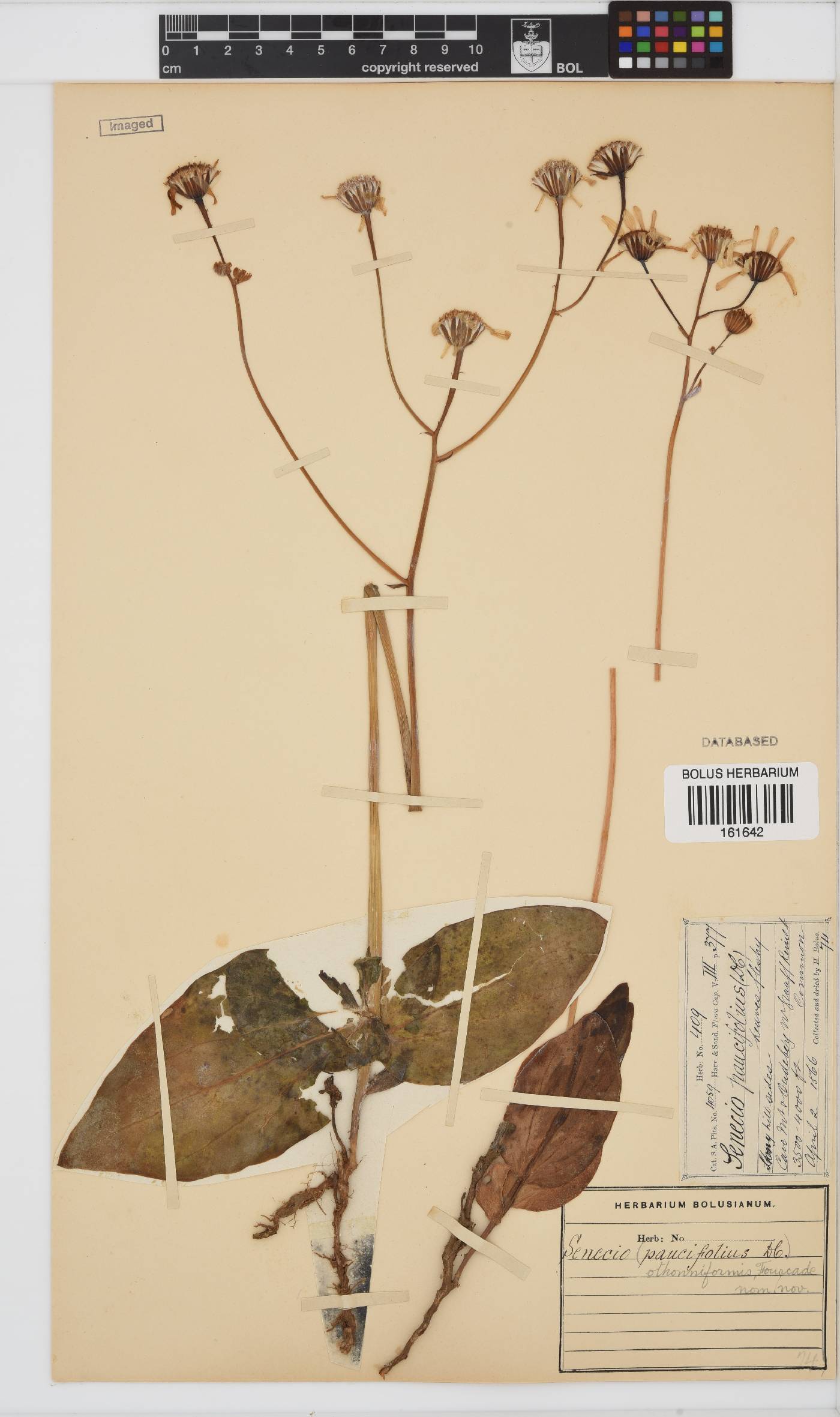 Senecio rhomboideus image
