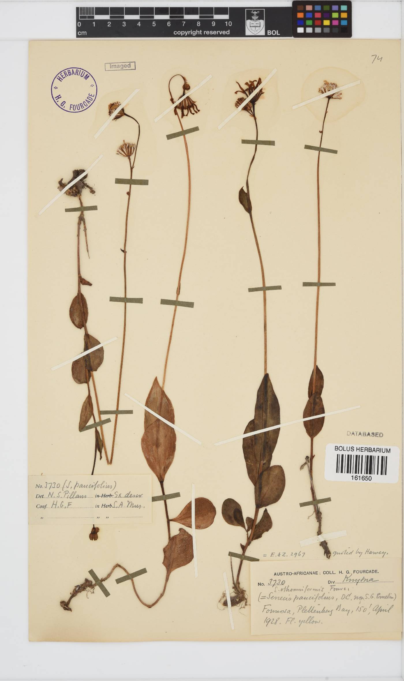 Senecio ruwenzoriensis image